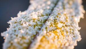 Frost Patterns on Leaf Detail – free AI stock image