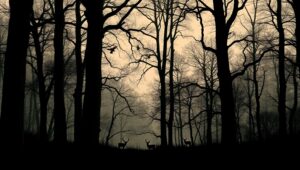 Nature’s Secrets in Negative Space Mnm – free AI stock image