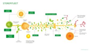 Photosynthesis Process Visualized in – free AI stock image