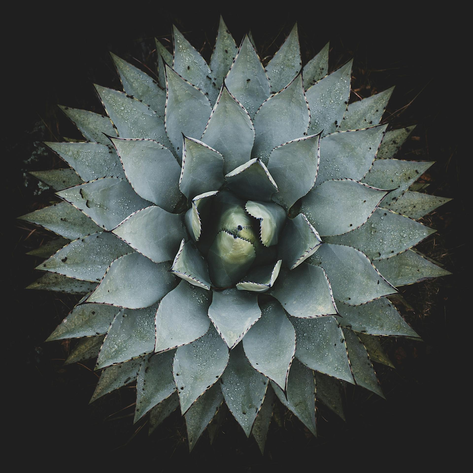 Original plant photo
