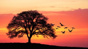 Serene Sunset Tree Silhouette – free AI stock image