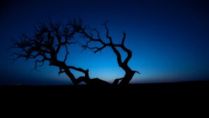 Silhouetted Serenity in Monochrome – free AI stock image