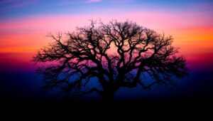 Silhouetted Tree Against Dusk Sky – free AI stock image