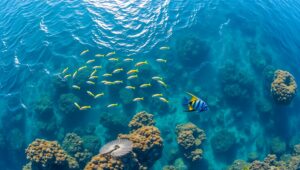 Vibrant Aerial Coral Reef Scene – free AI stock image