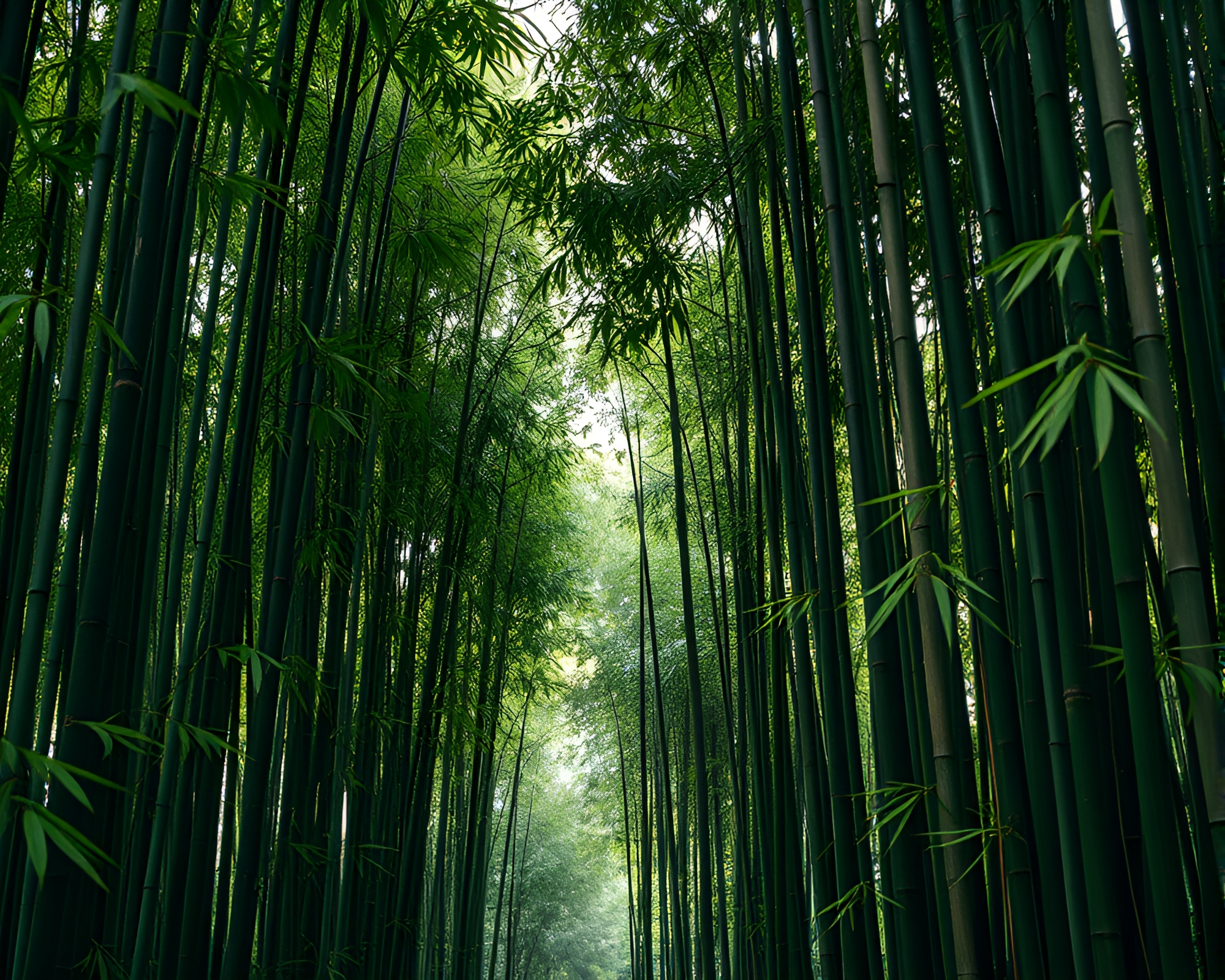 Serene Bamboo Grove within Natural Frame – free AI stock image