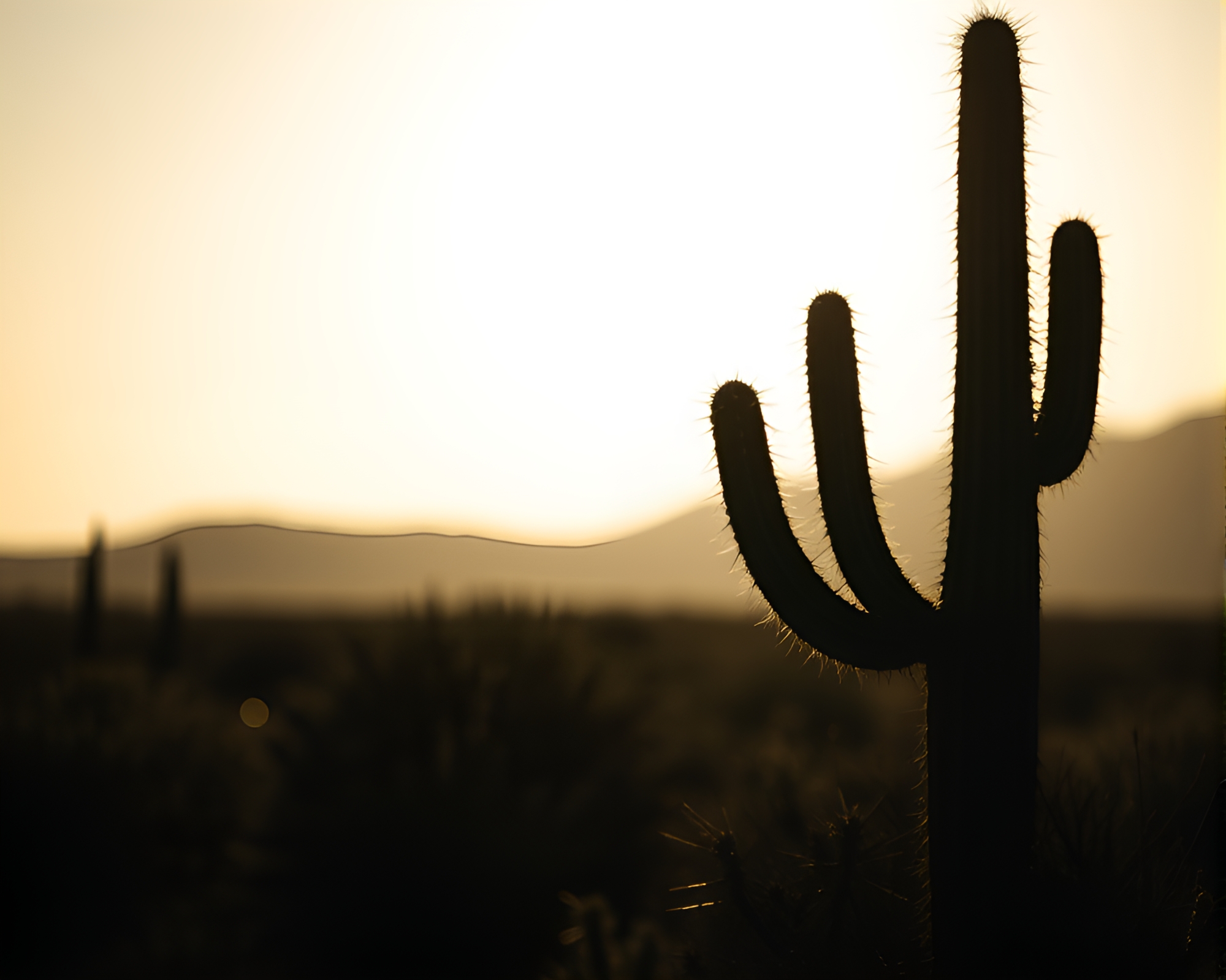 Desert Cacti Shadow Silhouette Sunset Glow – free AI stock image