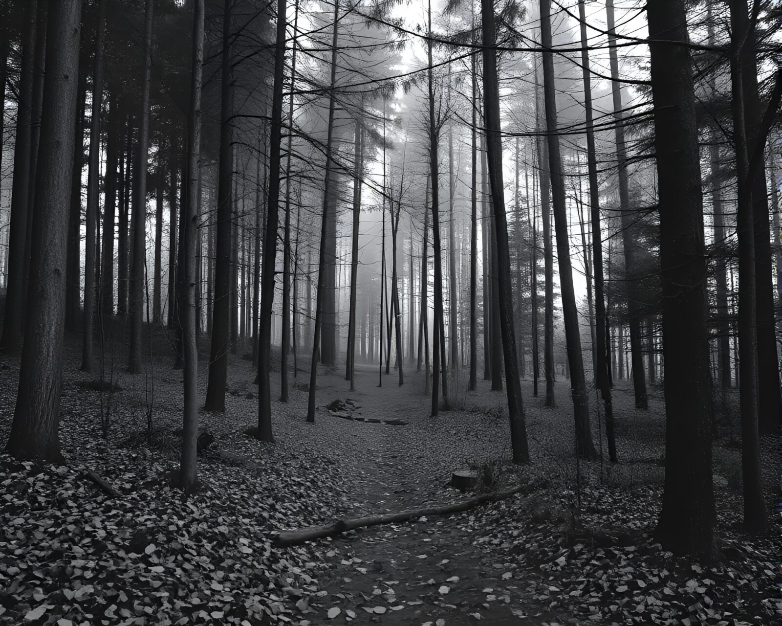 Black and white street art tags blend seamlessly with forest scenery