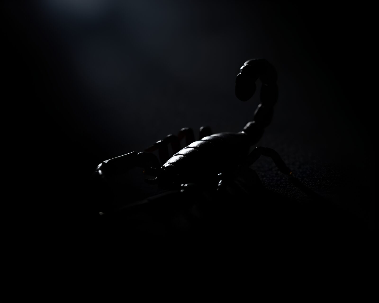Shadowy scorpion silhouette against soft-box lit dreamy background
