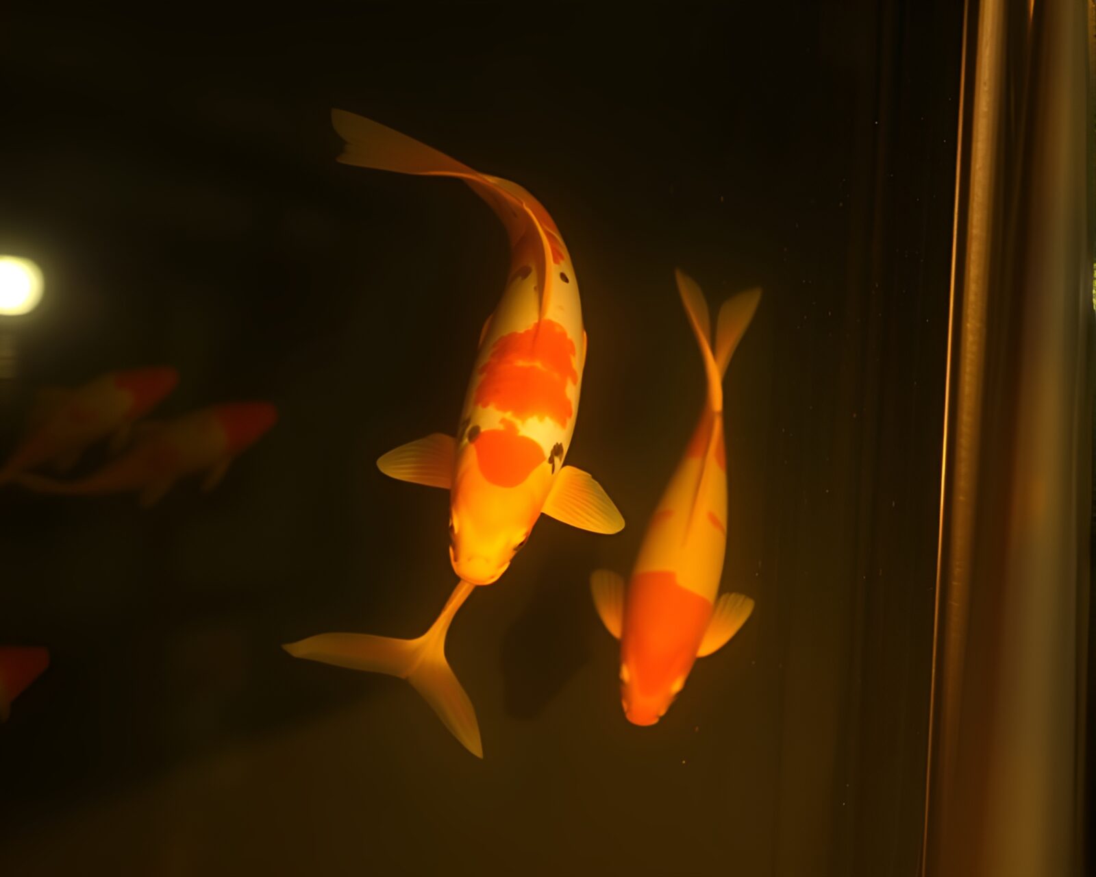 Serene pond with koi fish under warm porchlight glow