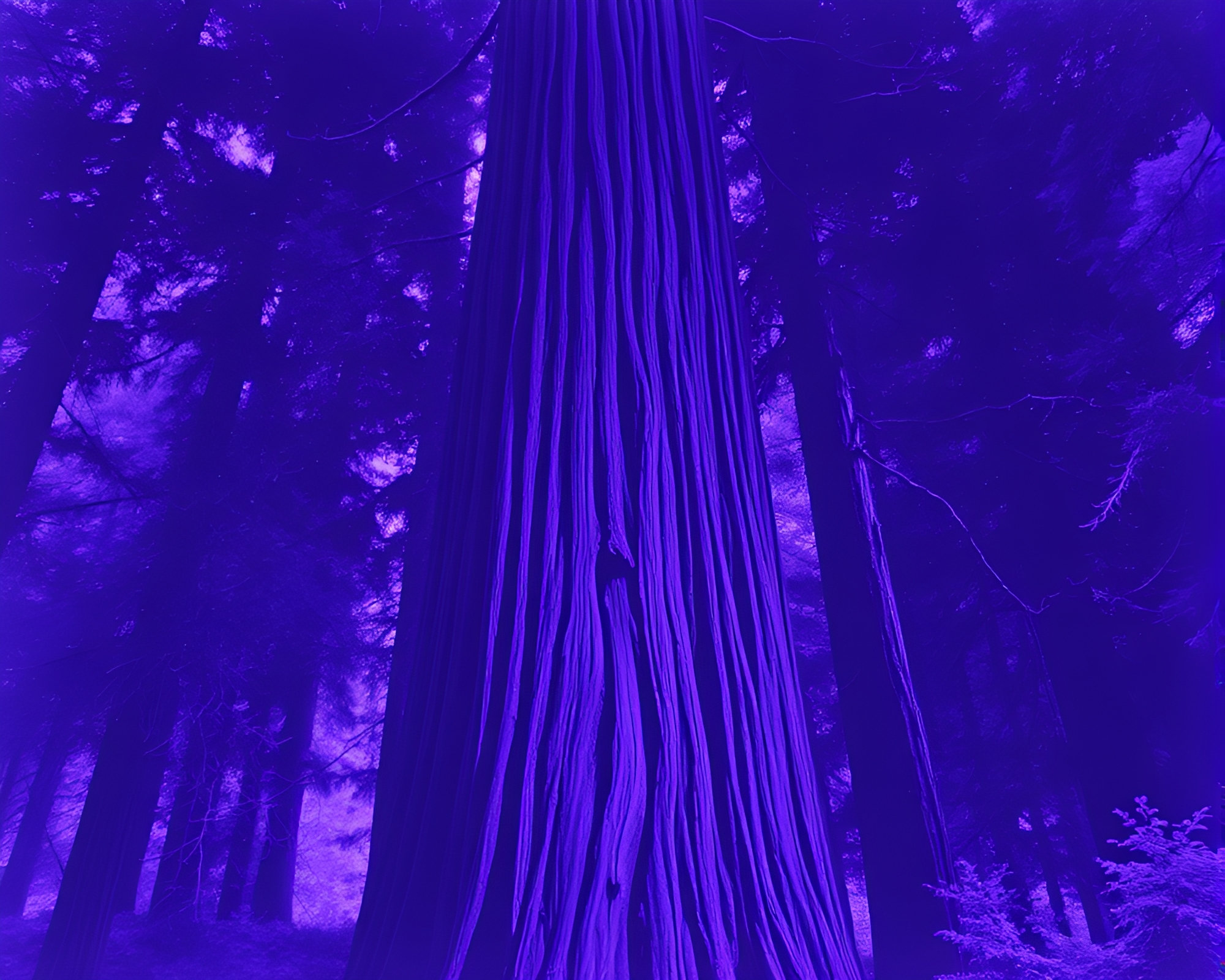 Ultraviolet Redwood Etching in Brilliant Overexposure – free AI stock image