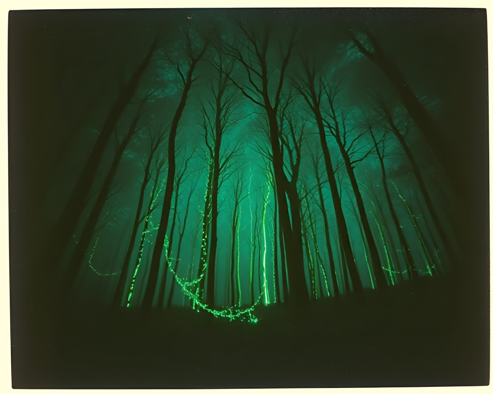 Wide-angle view of a grainy, vintage polaroid showing a mystical forest aglow with bioluminescence.