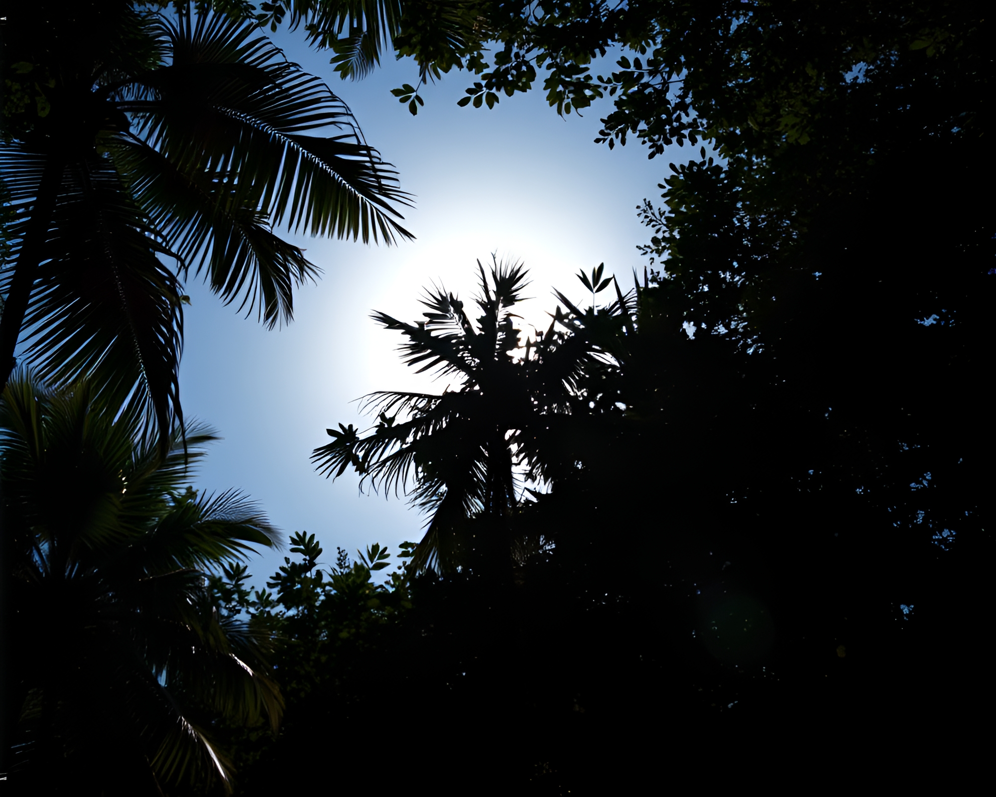 Solar Eclipse in Jungle Canopy Double Exposure Photo – free AI stock image