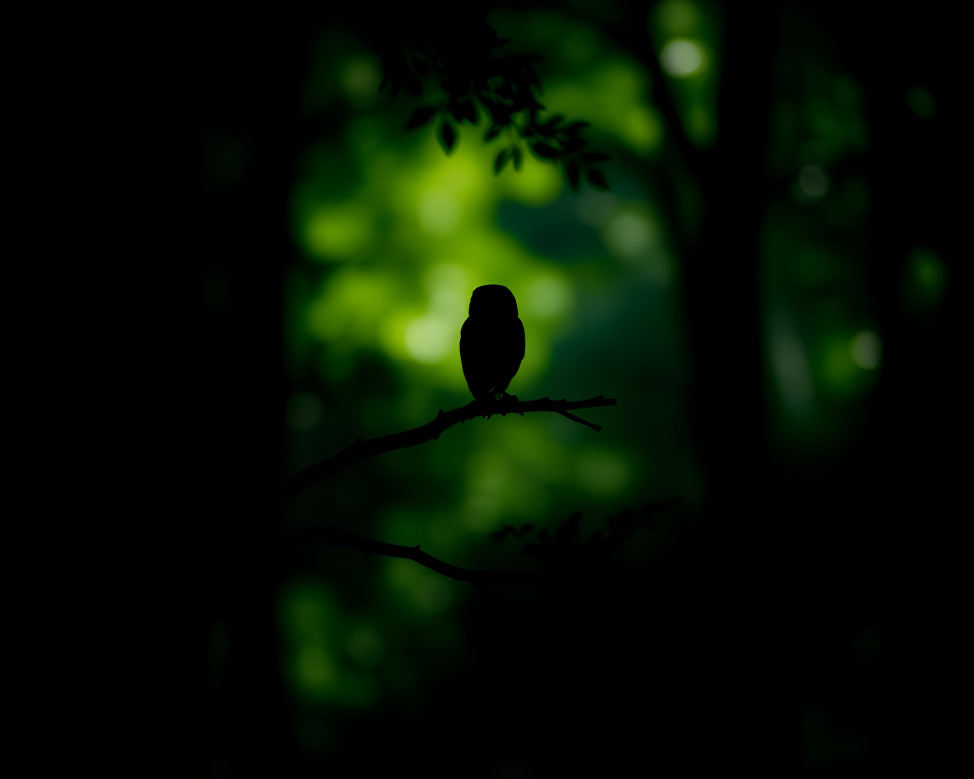 Majestic Owl Silhouette Reflecting in Forest-Green Shadows – free AI stock image