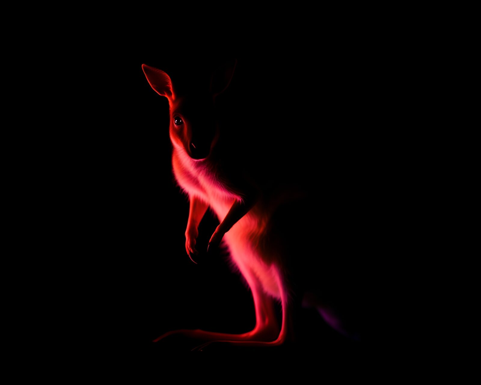 Glowing kangaroo captured in slow motion within studio setting