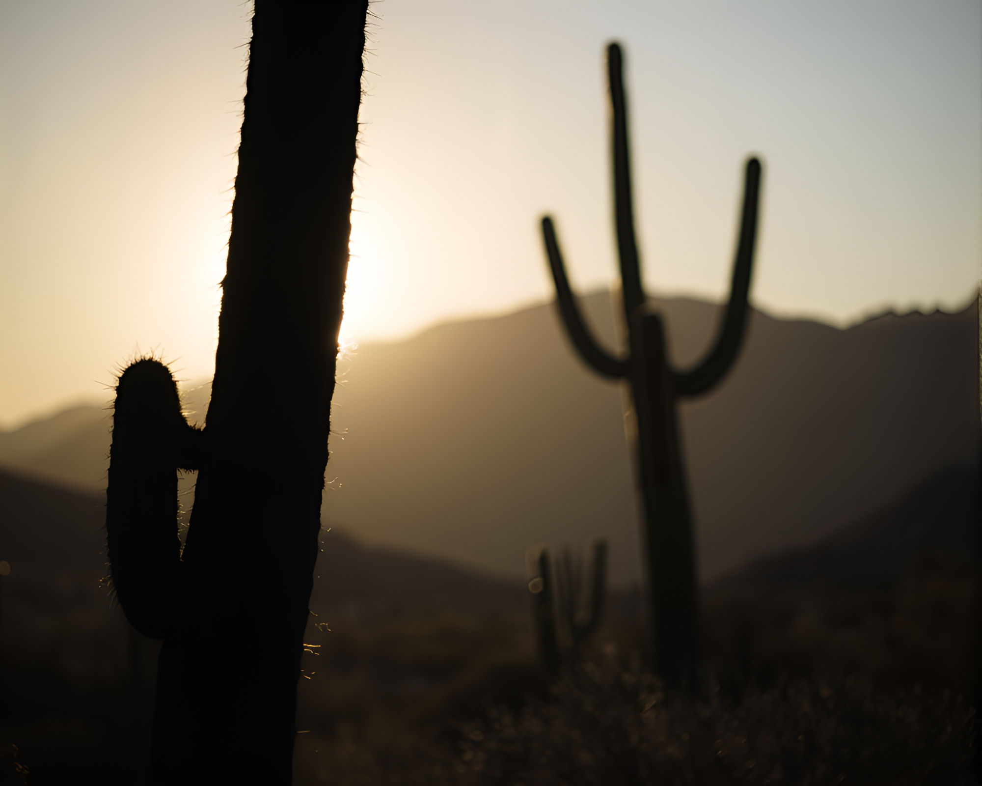 Desert Cactus Silhouette in Rim Lighting Motion Blur – free AI stock image