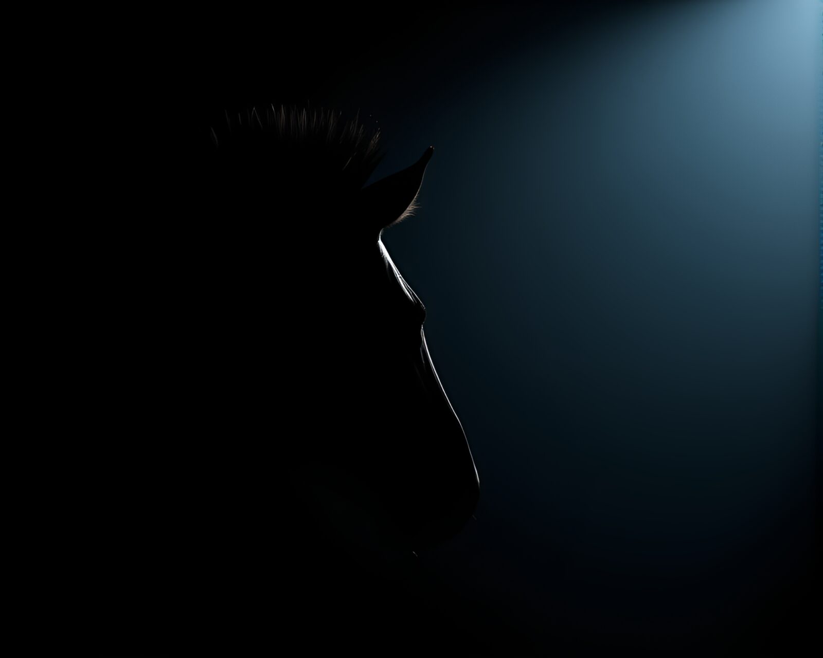 Zebra in dramatic backlight silhouette with matte colors