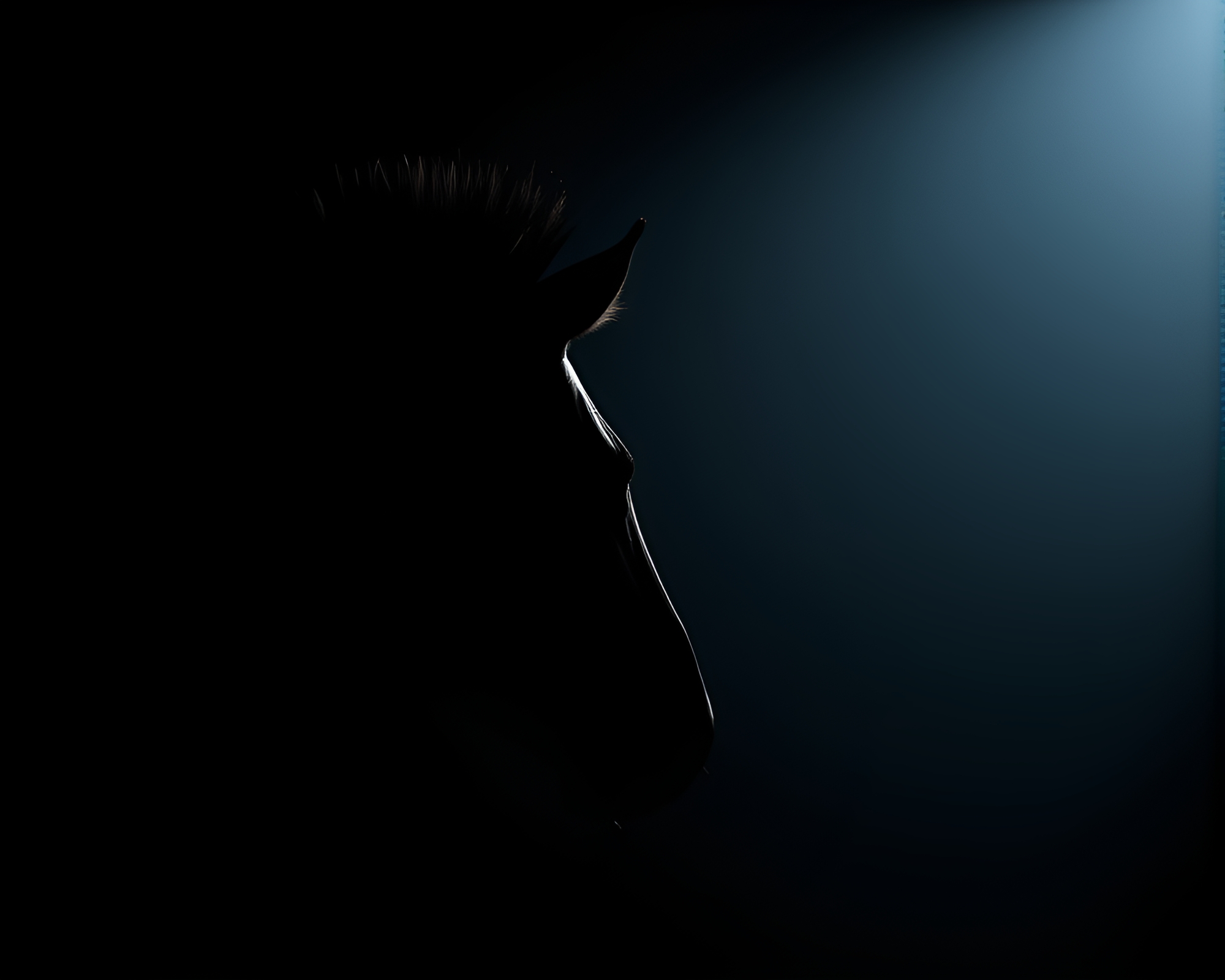 Dynamic Backlit Zebra Silhouette in Matte Finish – free AI stock image