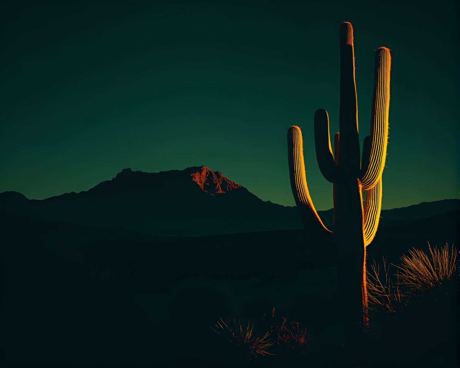 Glowing cactus in a studio setting with woodcut style