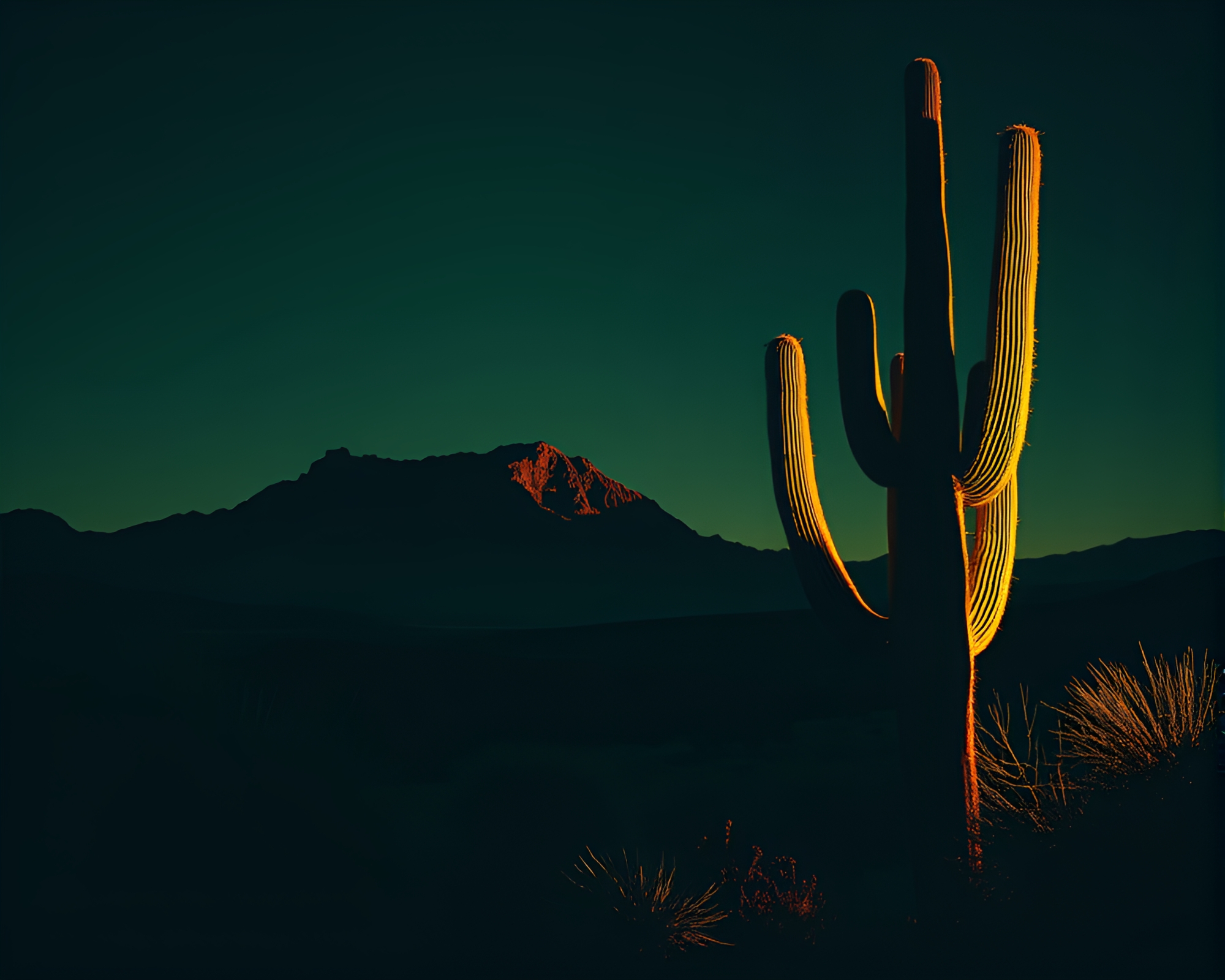 Desert Cactus Illuminated by Rim Lighting Woodcut Print – free AI stock image