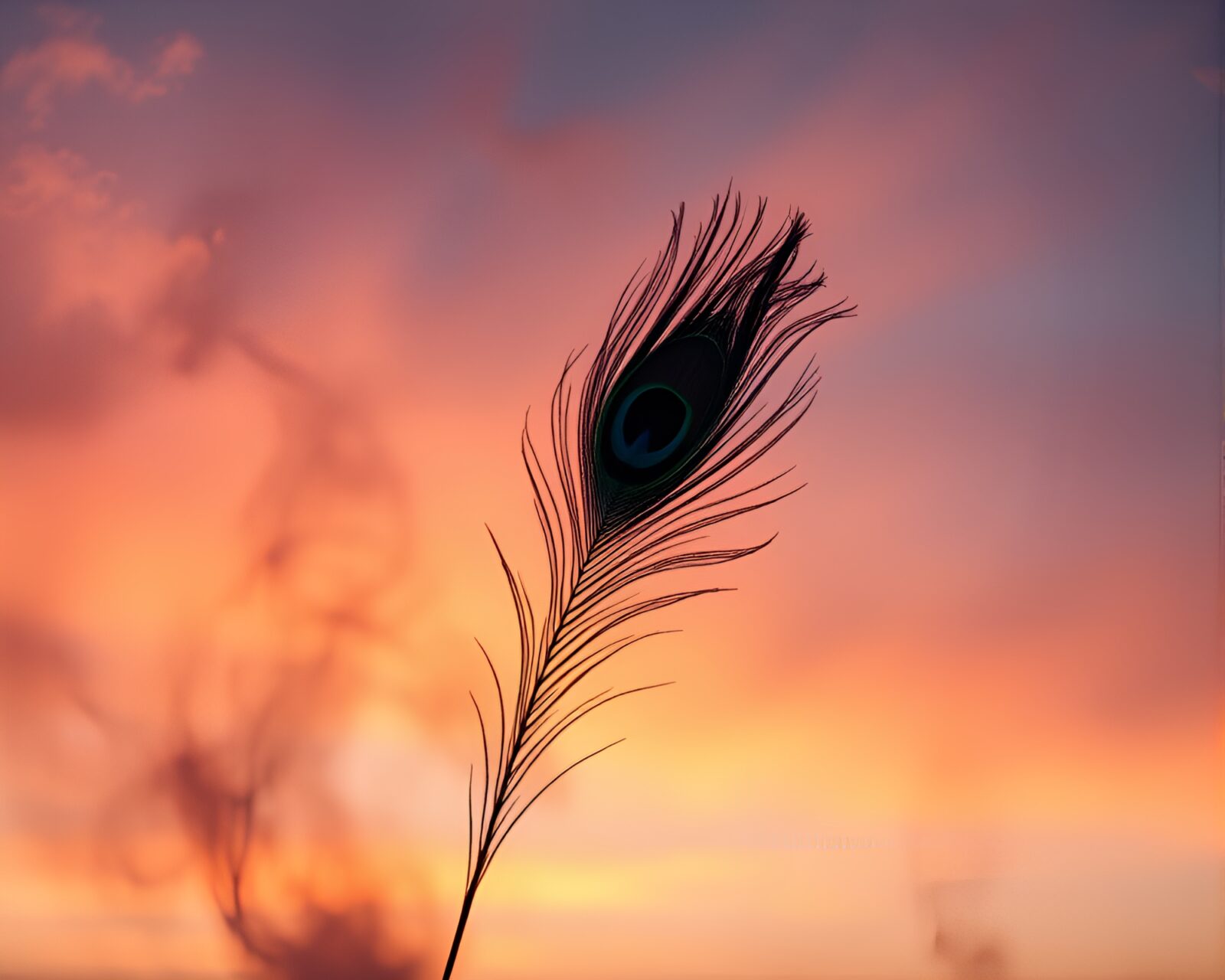 Majestic peacock feather surrounded by pastel sunrise hues and smoke rings