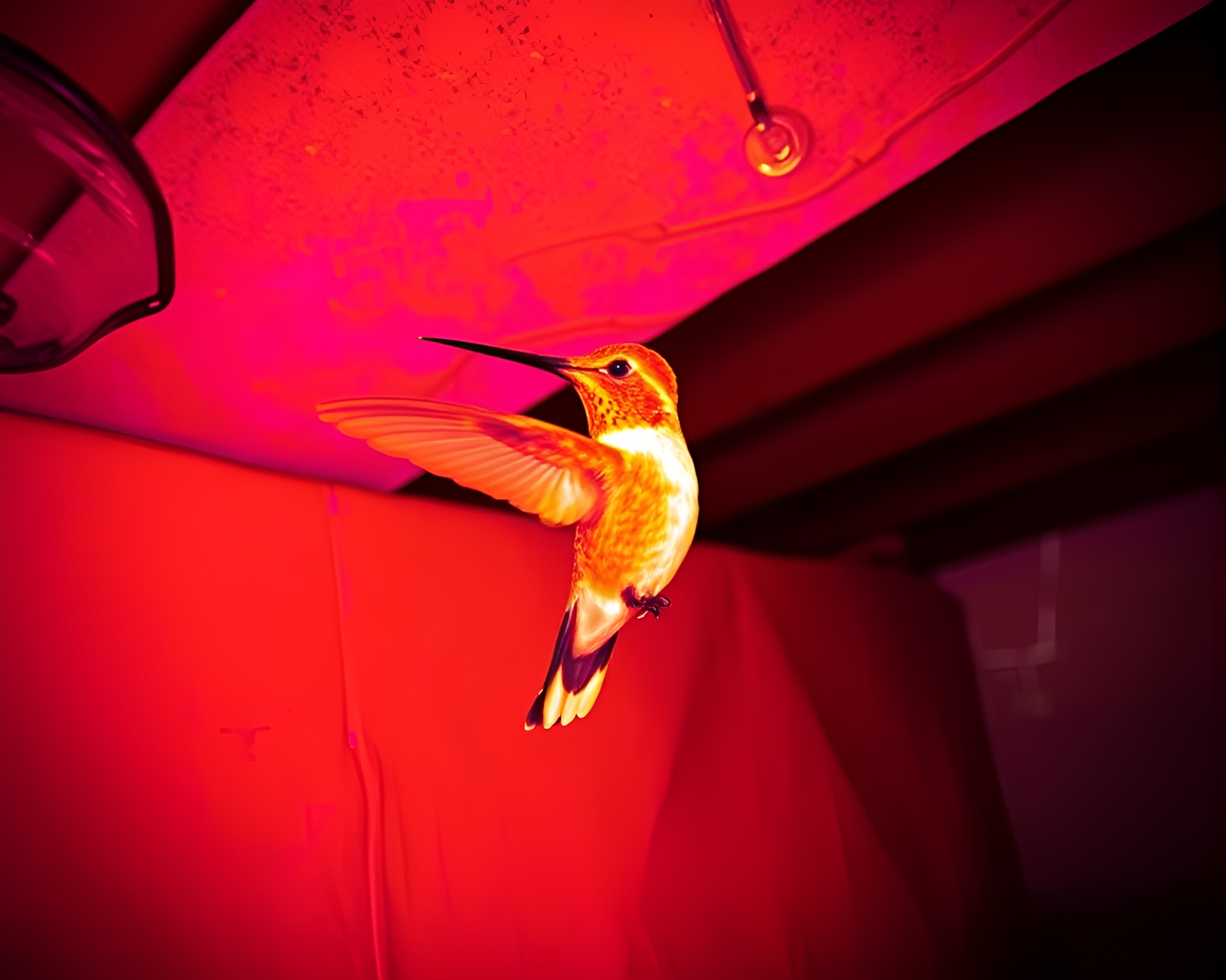 Tilted Hummingbird in Thermal Basement Environ – free AI stock image