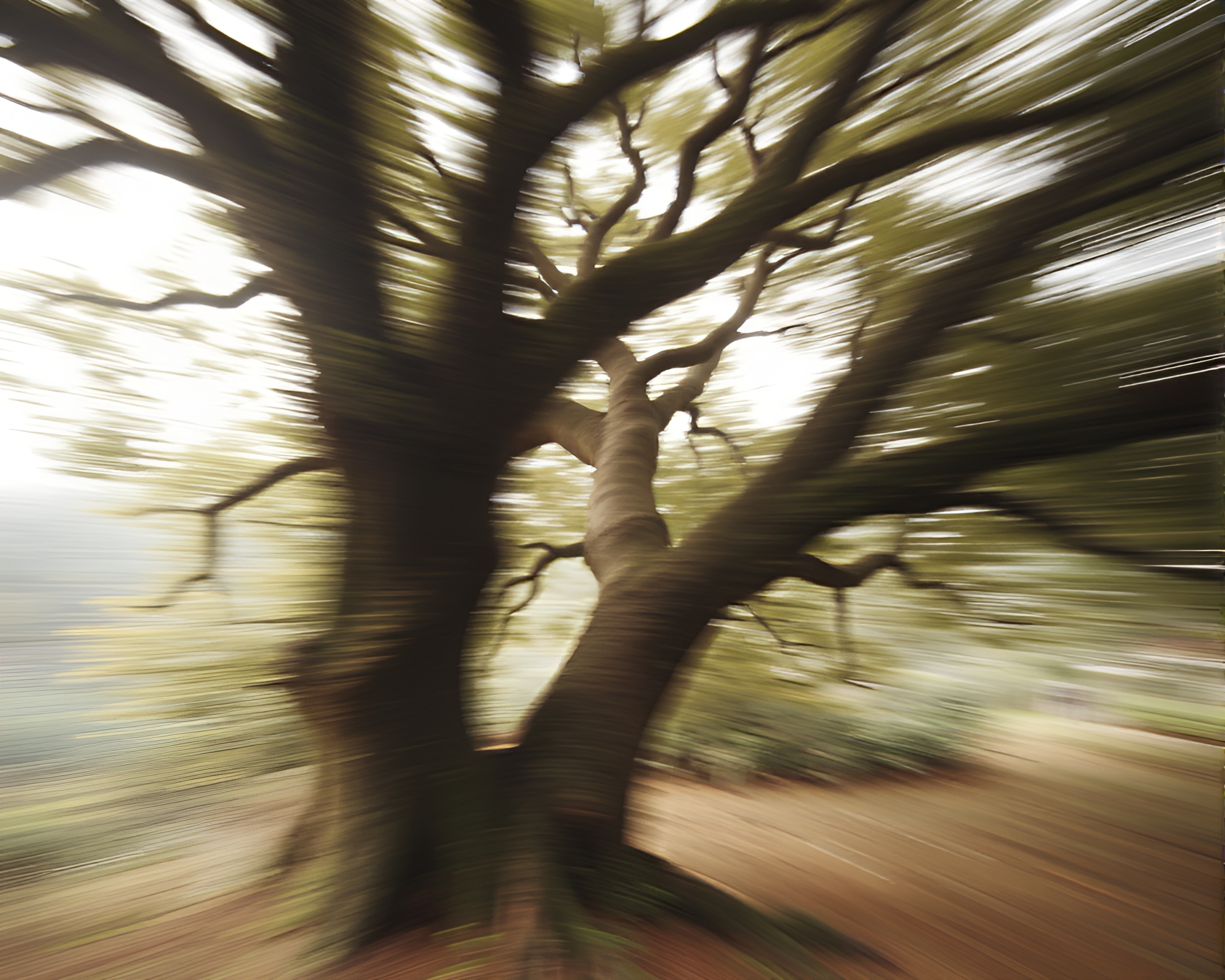 Enchanted Ancient Tree in Pan Motion Blur Scene – free AI stock image
