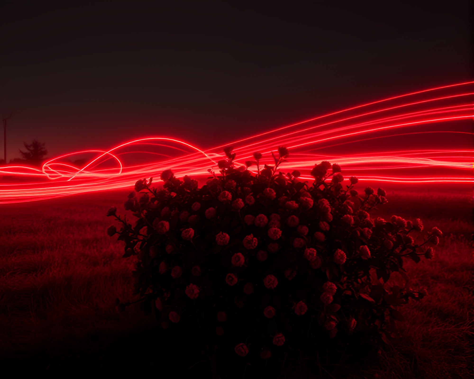 Monochrome Red Raspberry Bush Light Painting Composition – free AI stock image