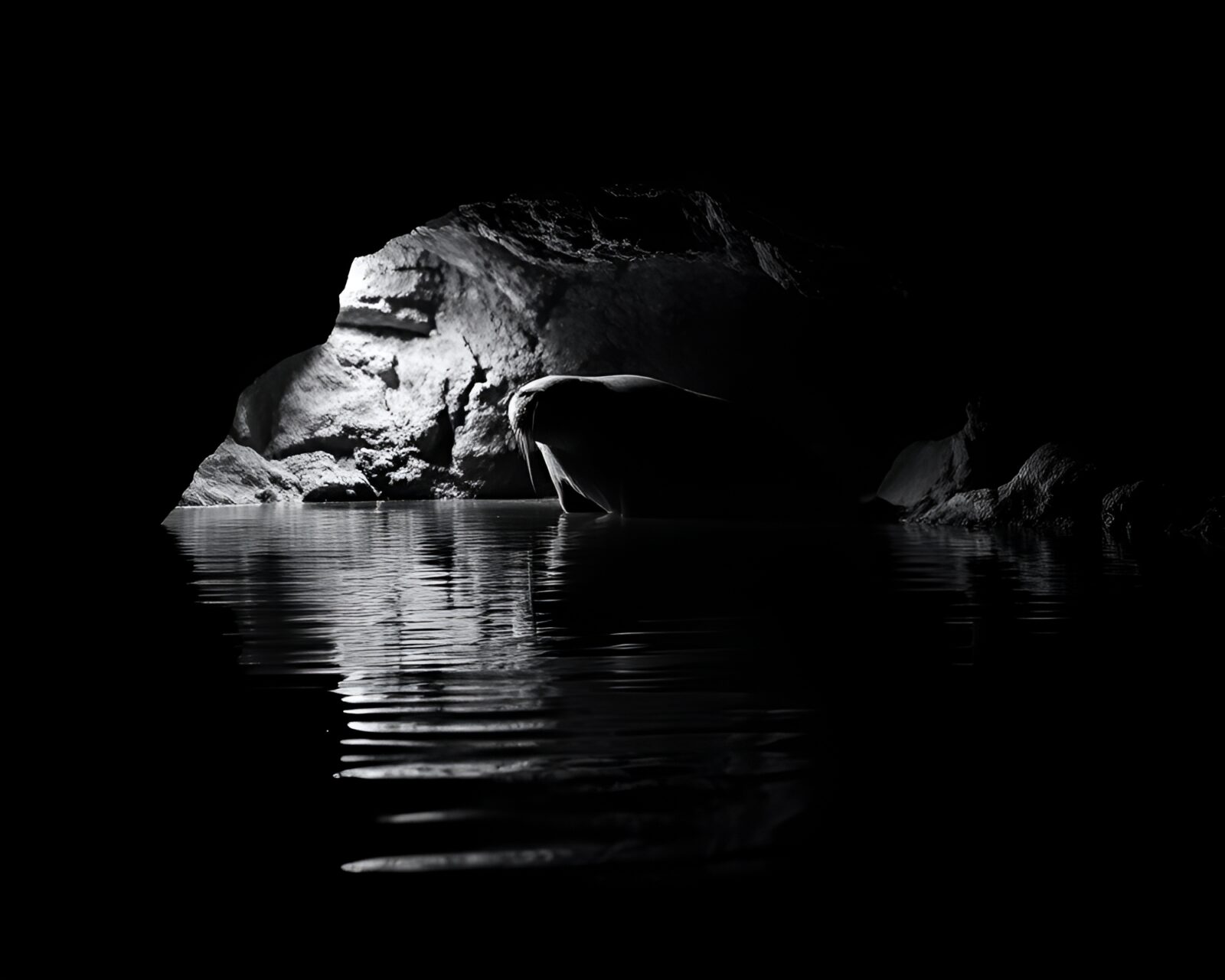 Monochrome image of a walrus in a cave with water ripples