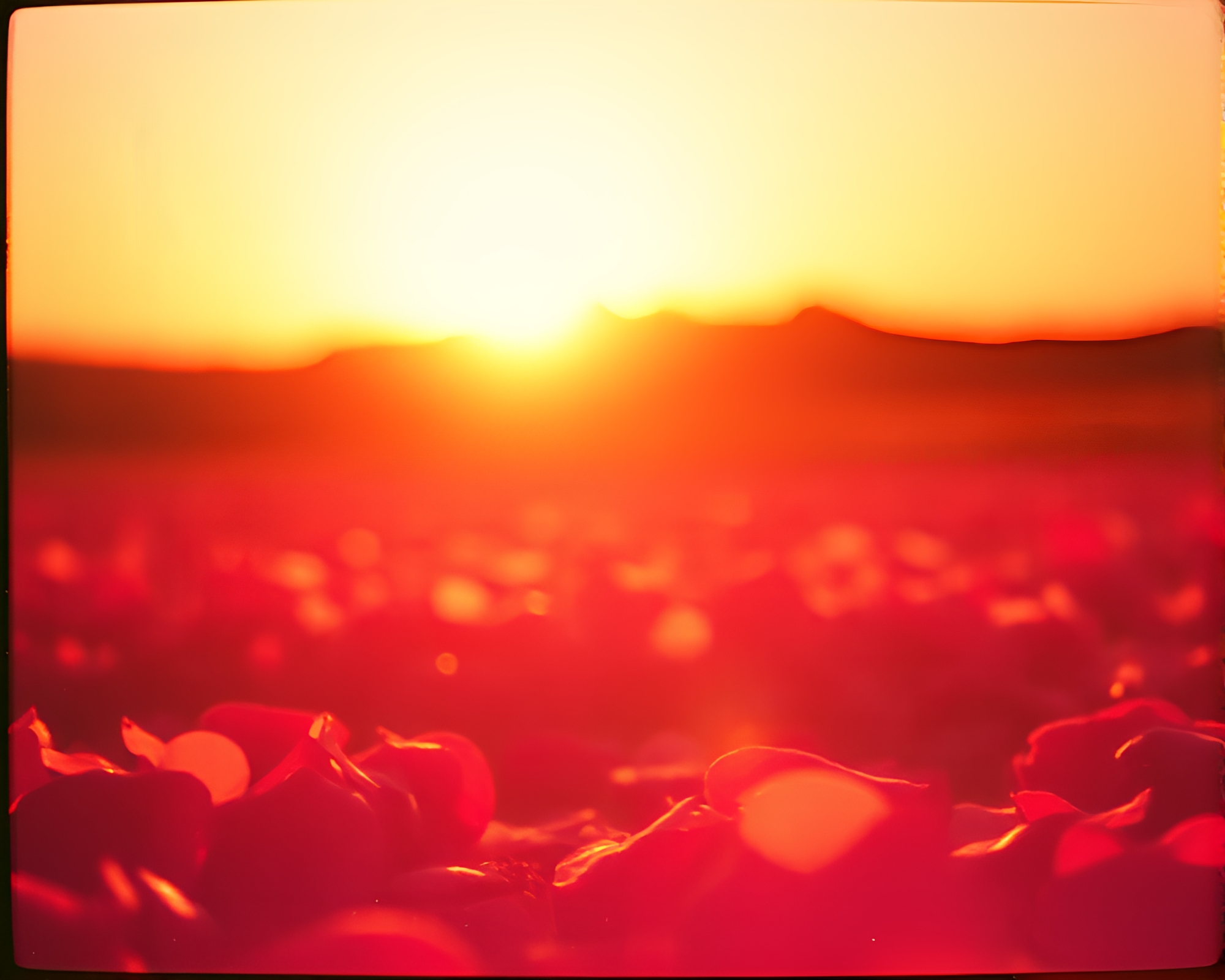 Eclipsed Floral Symphony – free AI stock image