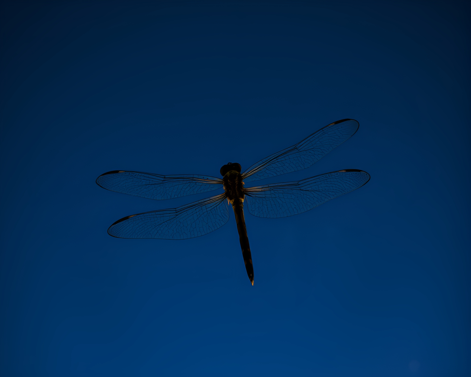 Dragonfly under starlit sky with radial symmetry – free AI stock image