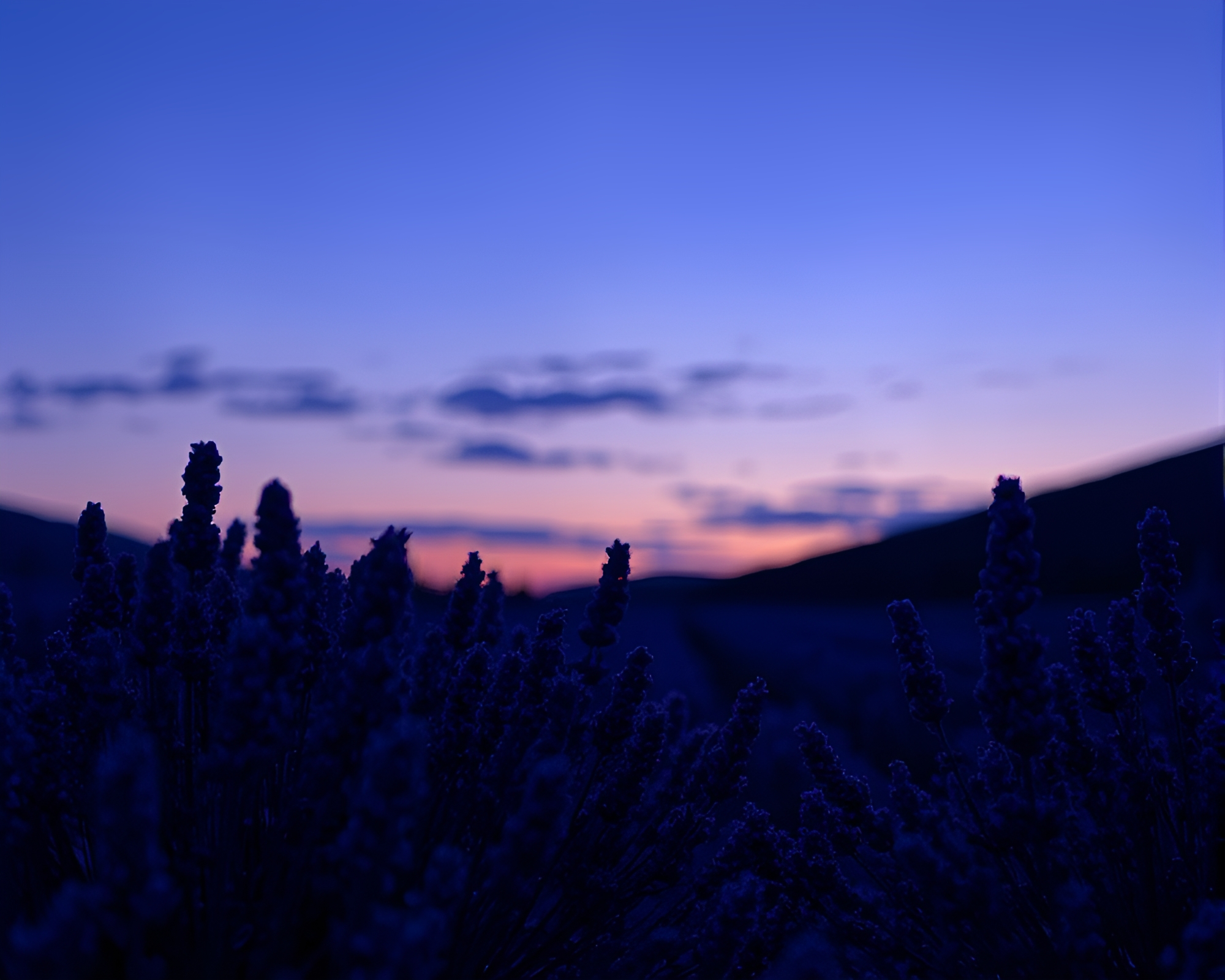 Intricate Patterns of a Lavender Twilight Satyr Portrait – free AI stock image