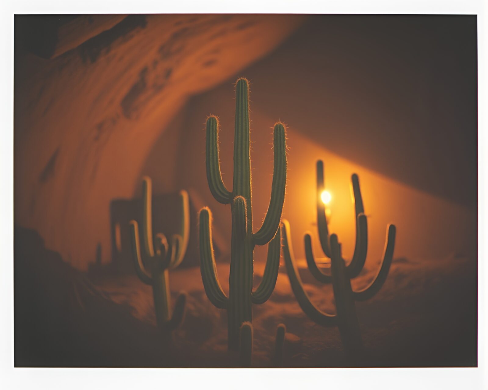 Selective focus on a cactus in dungeon-like light