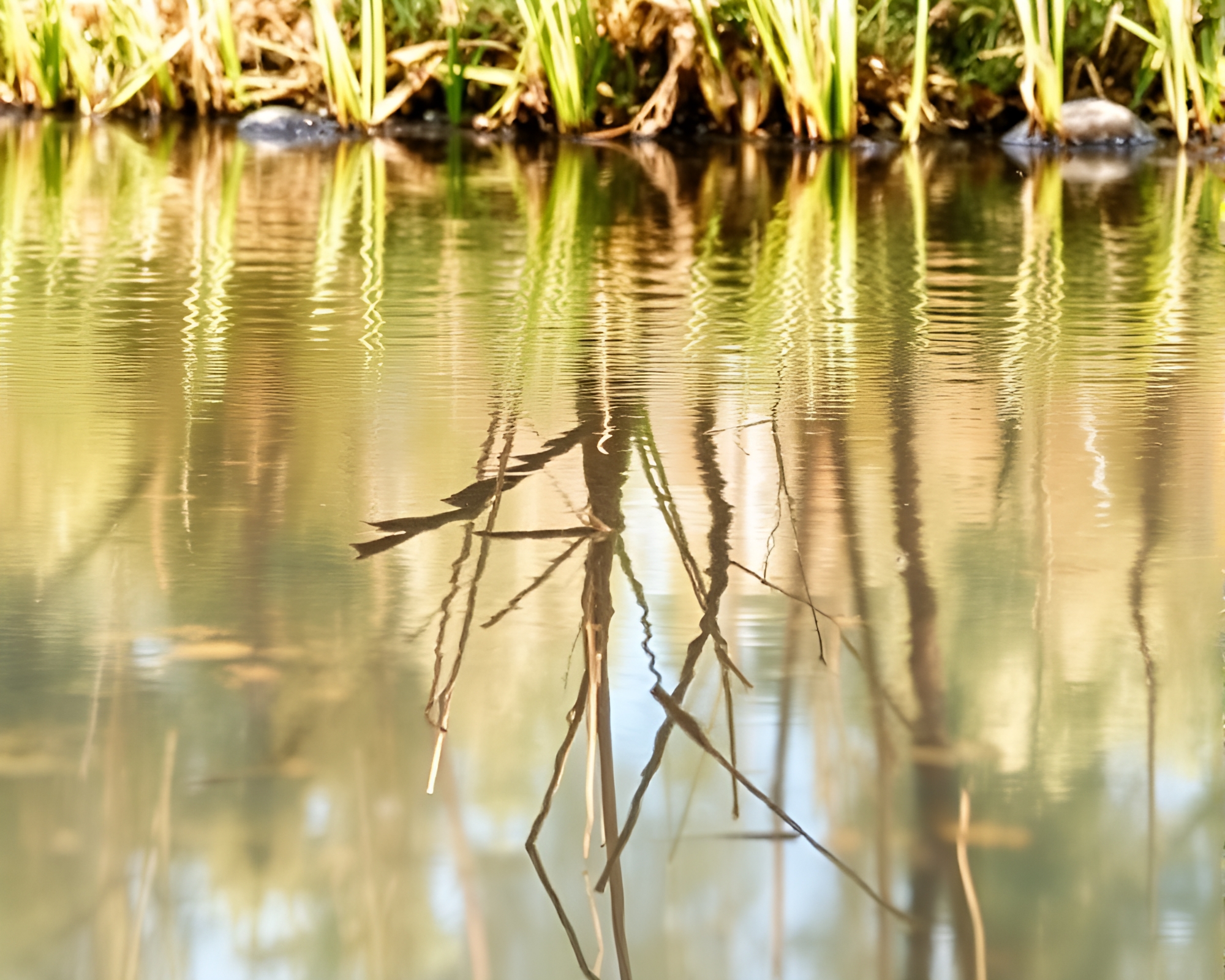 Wildlife Puddle Submersion: Watercolor Reflections – free AI stock image