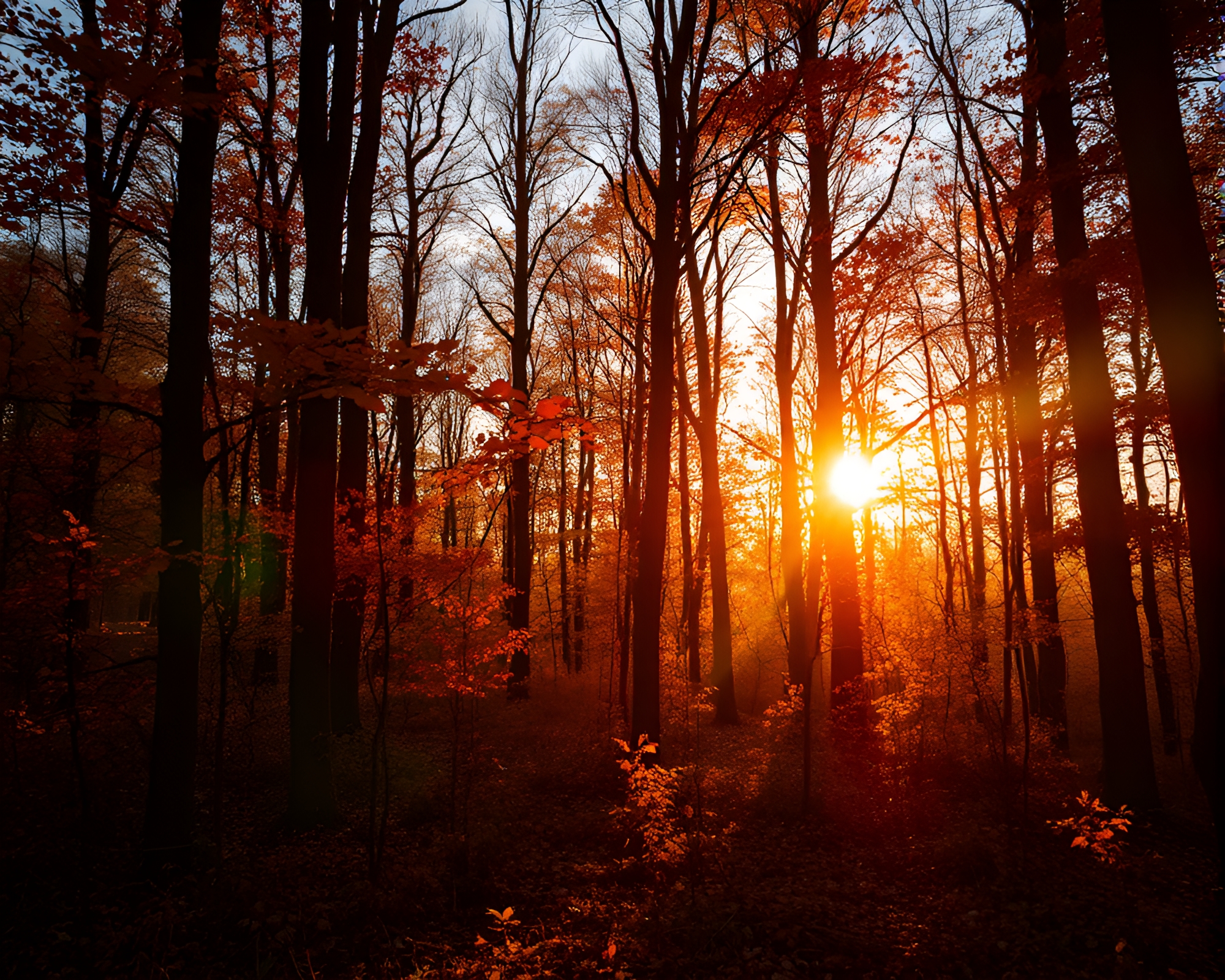 Lens Flare Illuminated Autumn Forest Sunset – free AI stock image