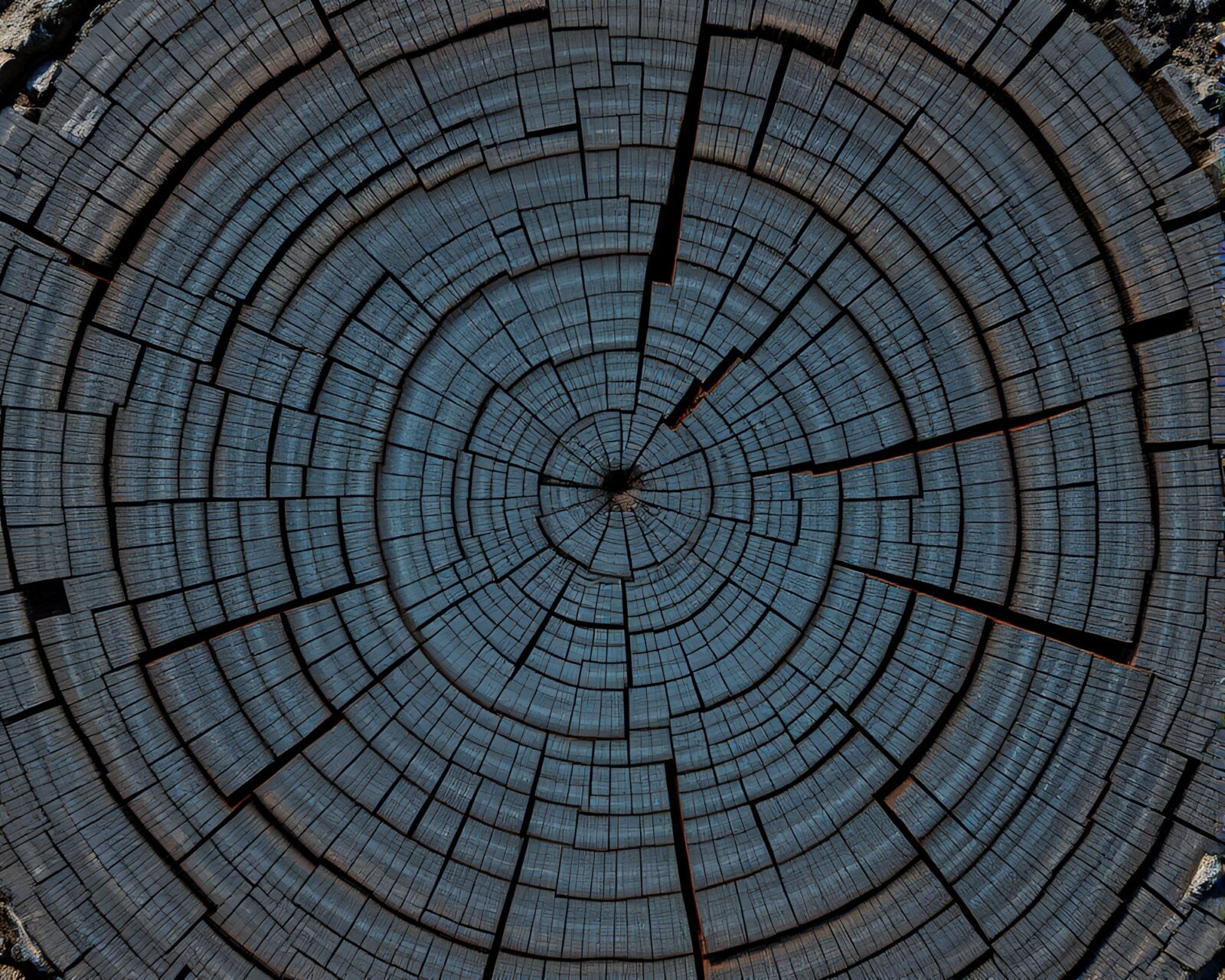 Steel-blue dragon surrounded by intricate tree ring patterns