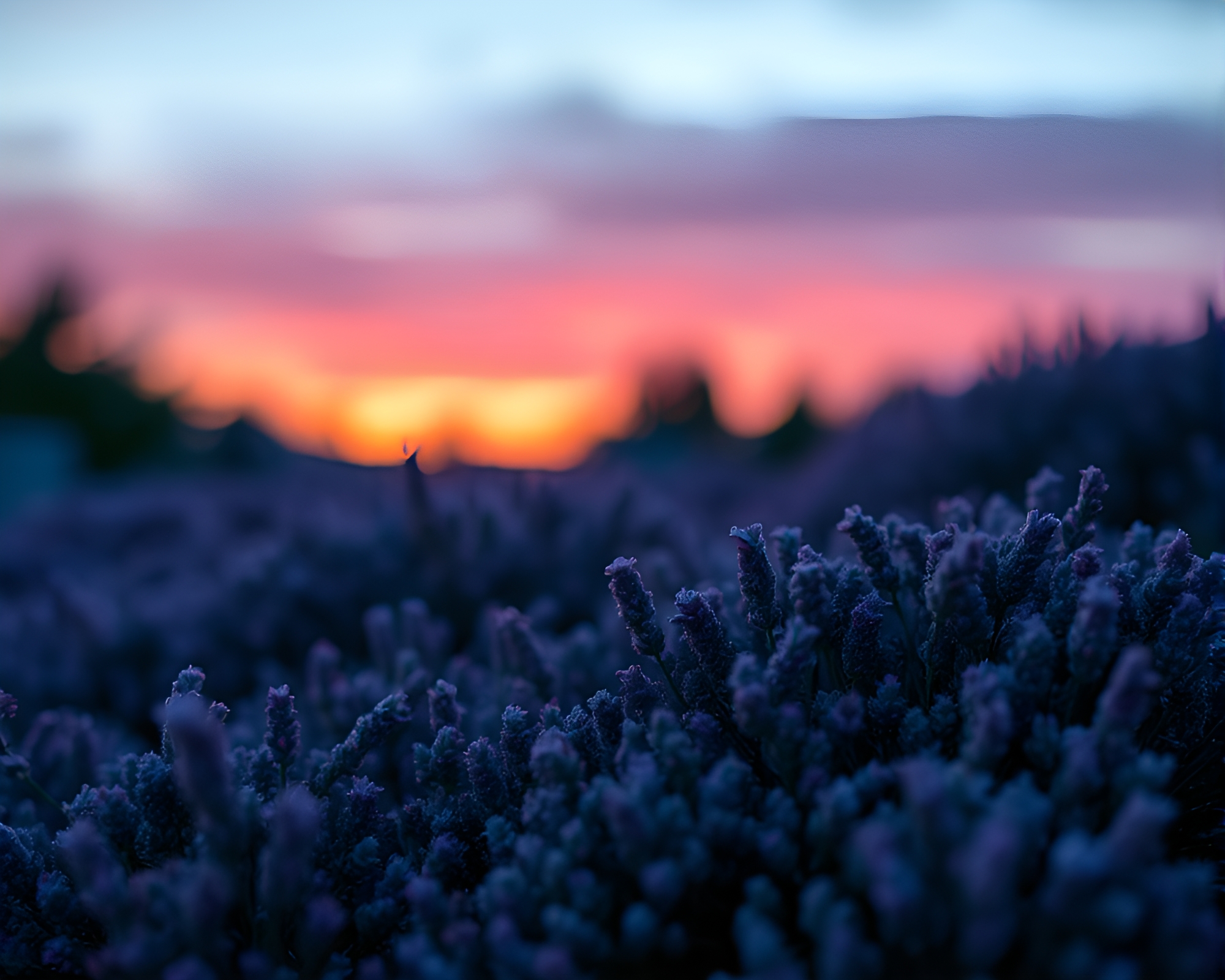 Reef at Lavender Twilight: Chalkboard Smudges Tilt-Shifted – free AI stock image