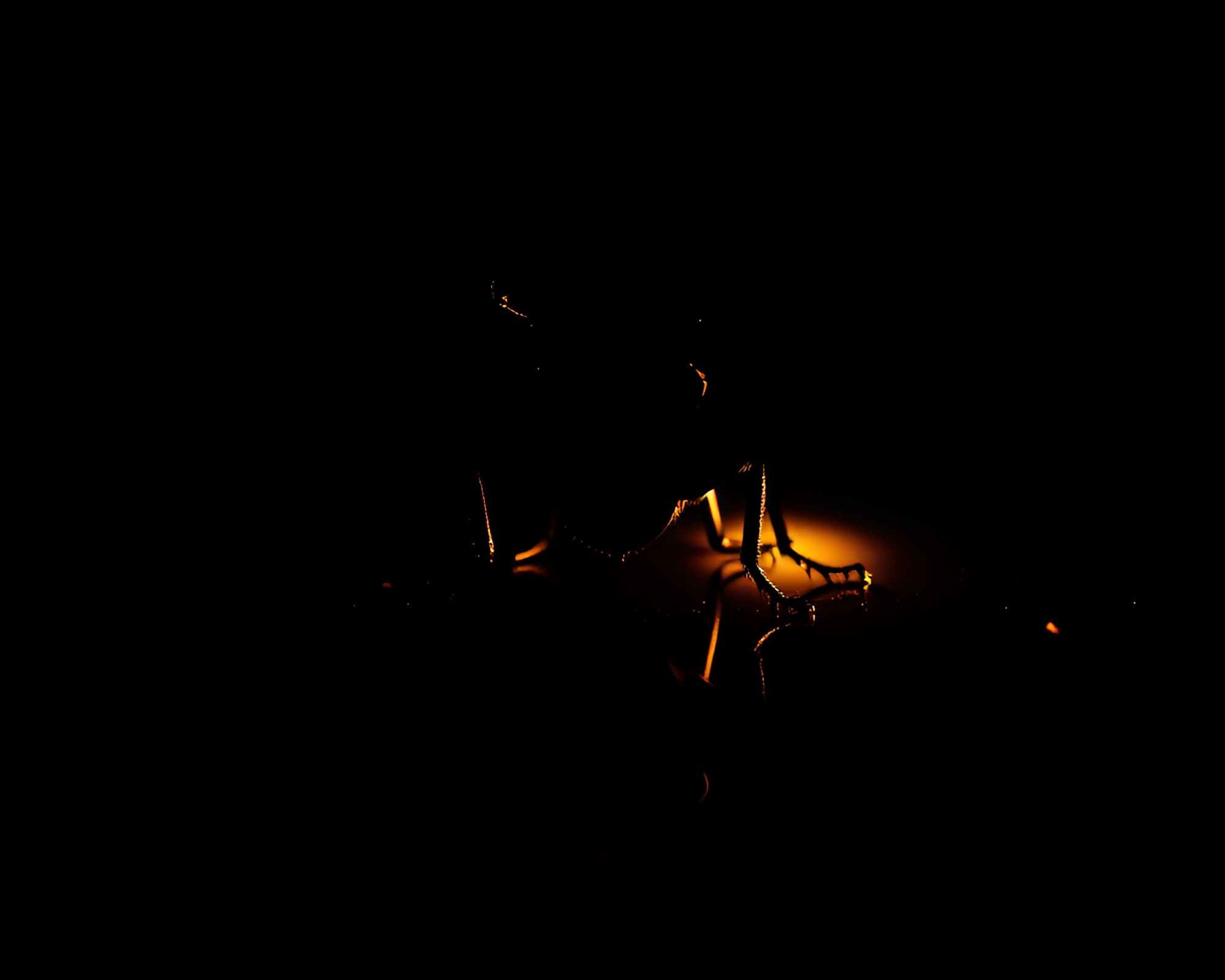 Beetle Shadows: Torchlit Reflections – free AI stock image