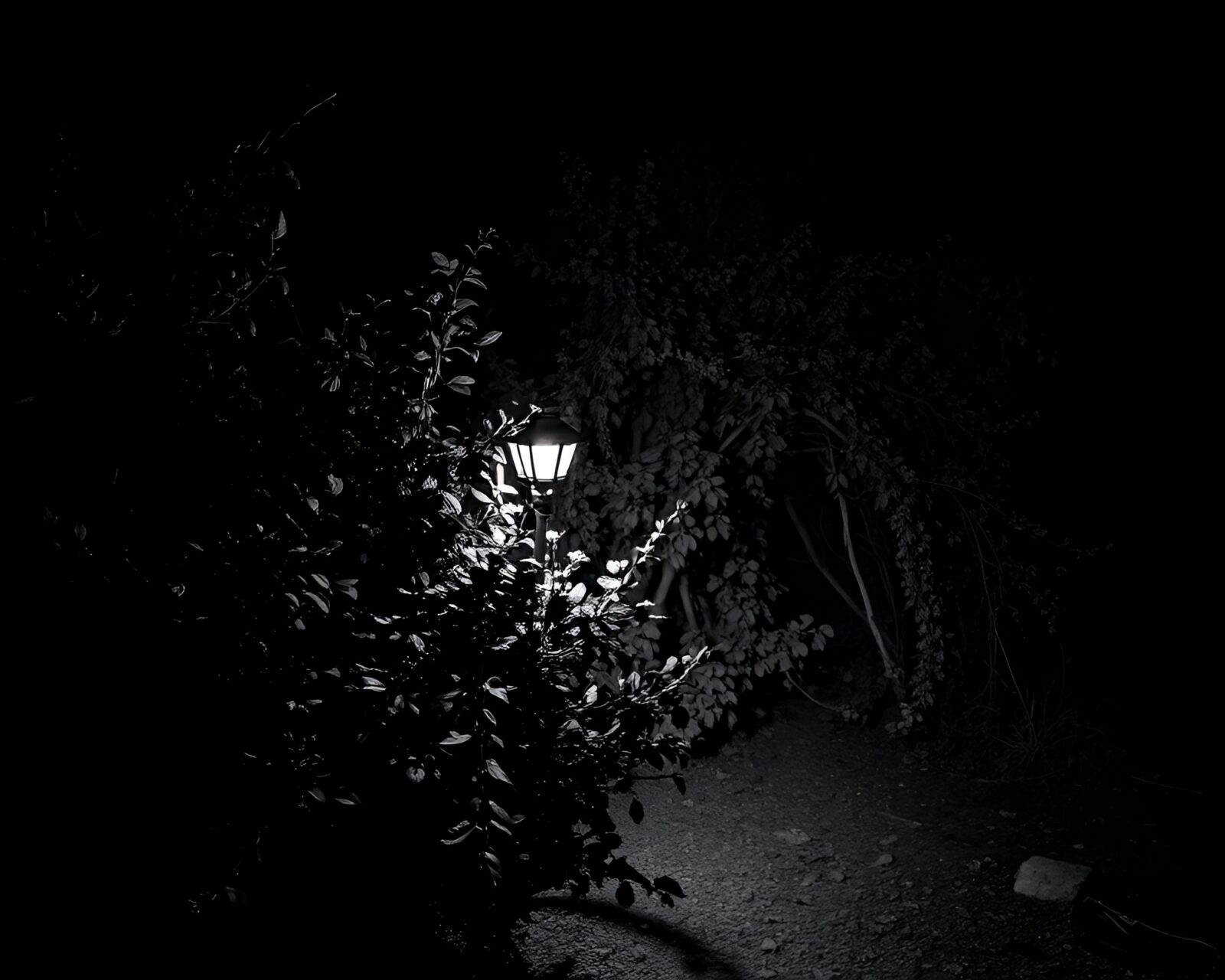Black and white image of a dynamic raspberry bush in dungeon lighting