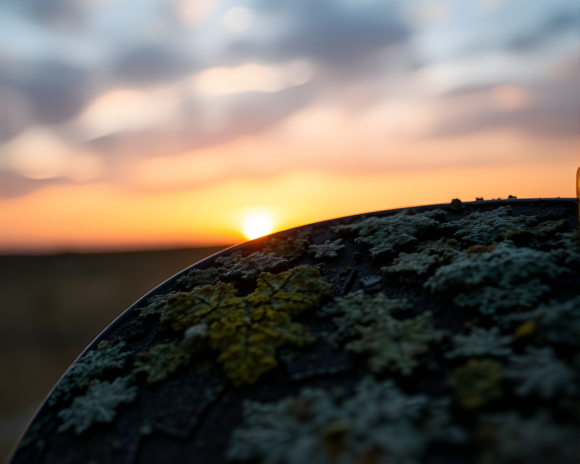 Lichen Textured Guitar in Sunrise Field – free AI stock image