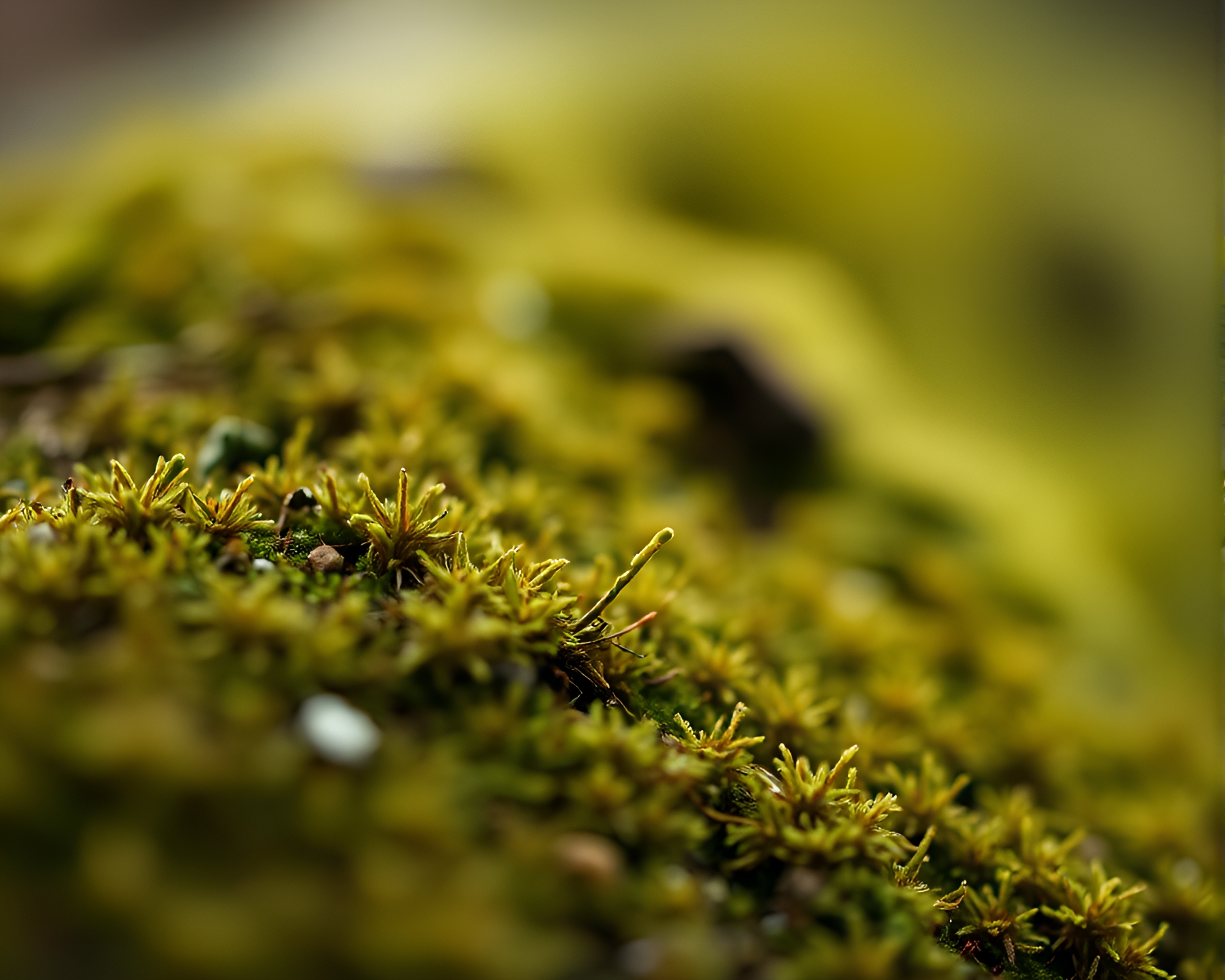 Mossy Microphone Mossy Forest Serenade – free AI stock image