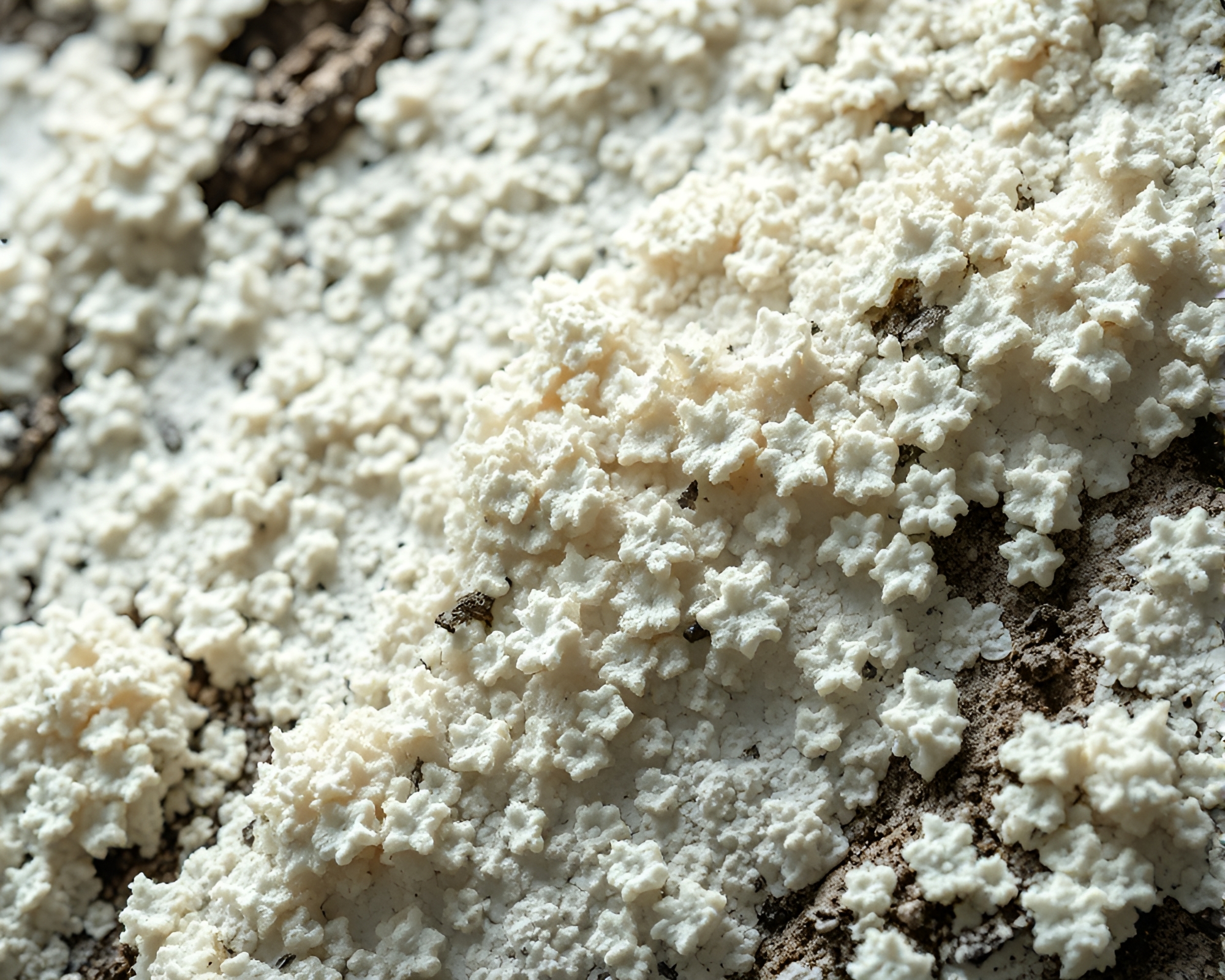 Holographic Lichen Mosaic Illuminated in Ivory Light – free AI stock image
