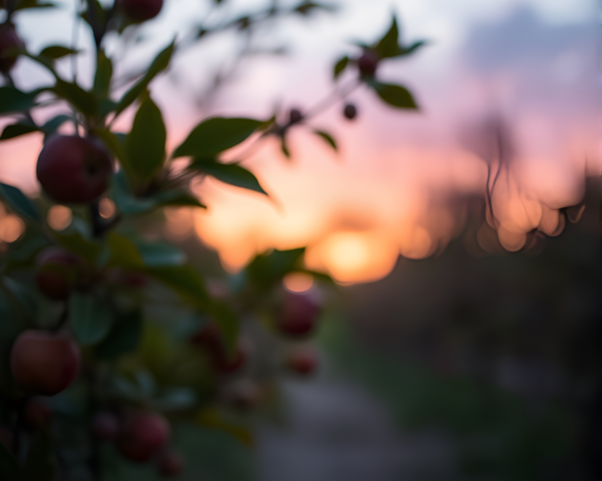 Apple cider twilight bokeh contouring composition – free AI stock image