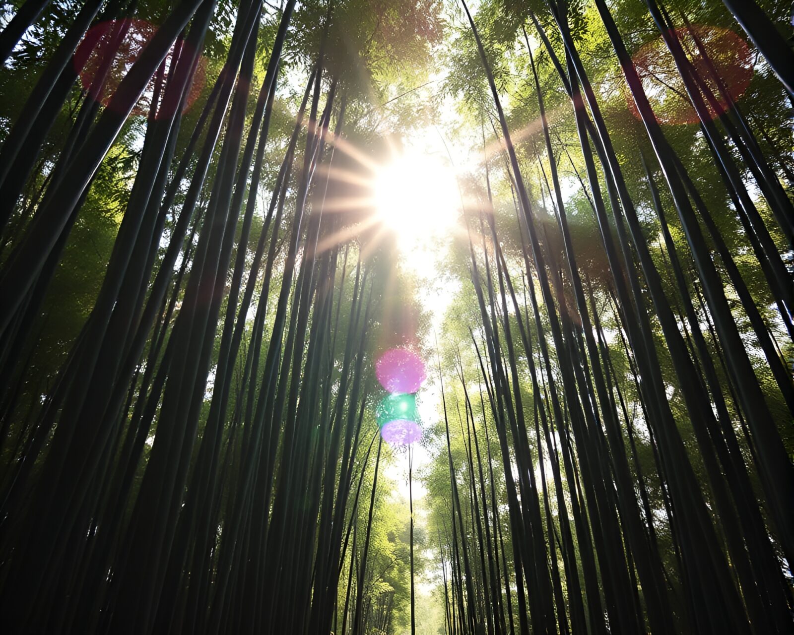 A serene bamboo grove with soft pastel tones and selective sunburst lighting.
