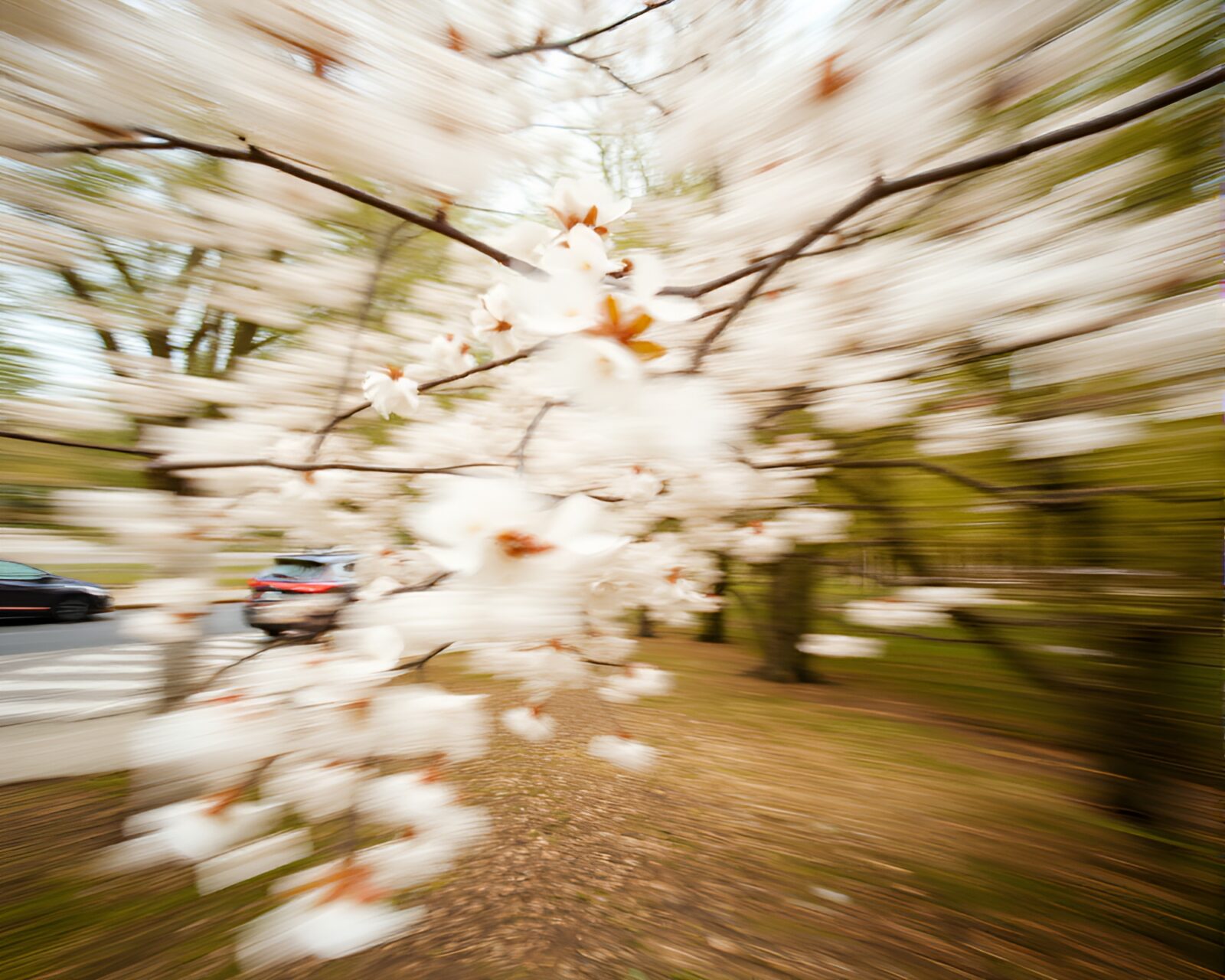 Slow shutter image showcasing bronze sheen amidst blossoming trees