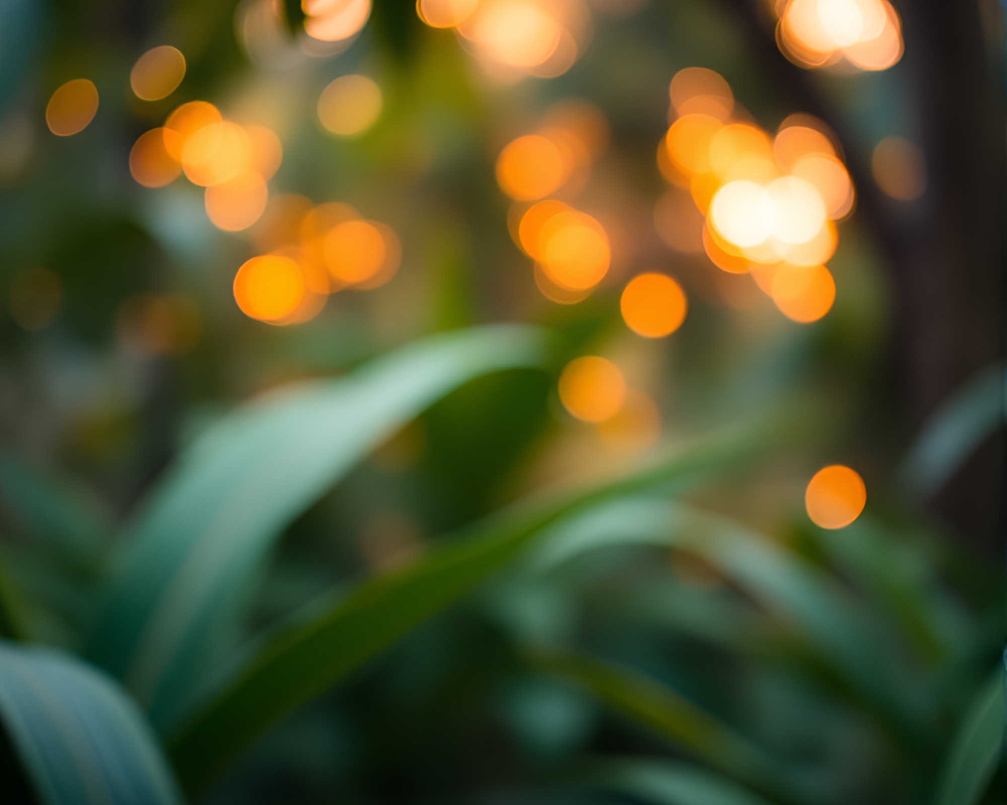 Mystical Jungle Sunset with Bokeh Foreground – free AI stock image