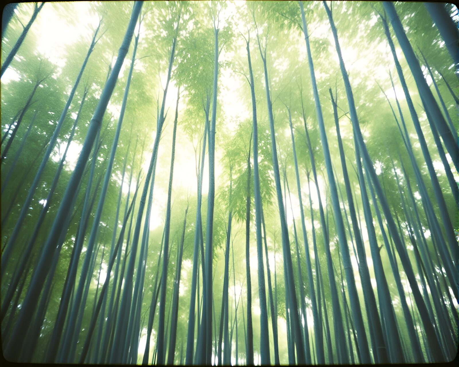 Dark film noir scene in a bamboo forest