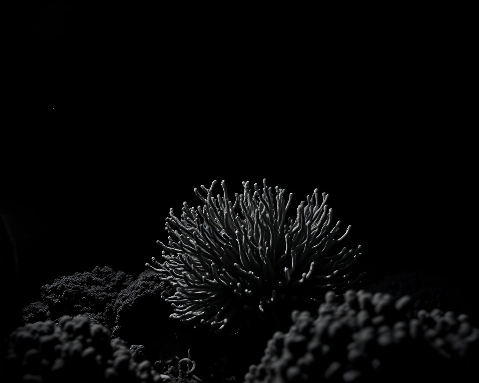 Dramatic chiaroscuro lighting in a high-contrast underwater reef