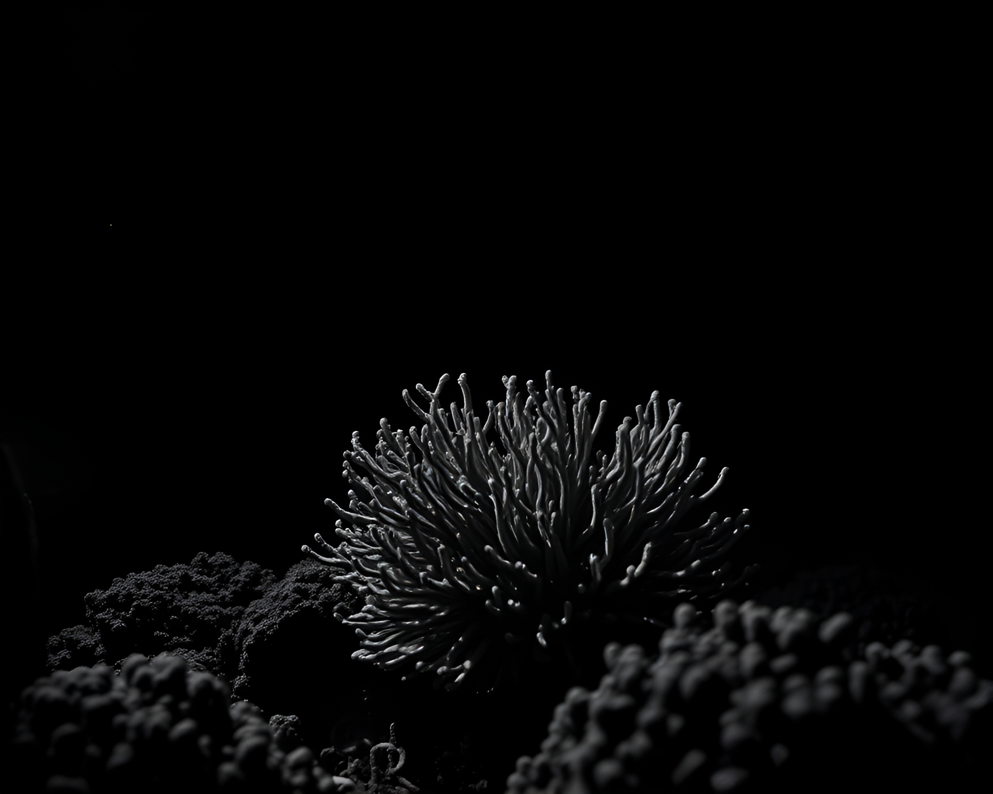 Majestic Coral Reef Underwater Noir Scene – free AI stock image