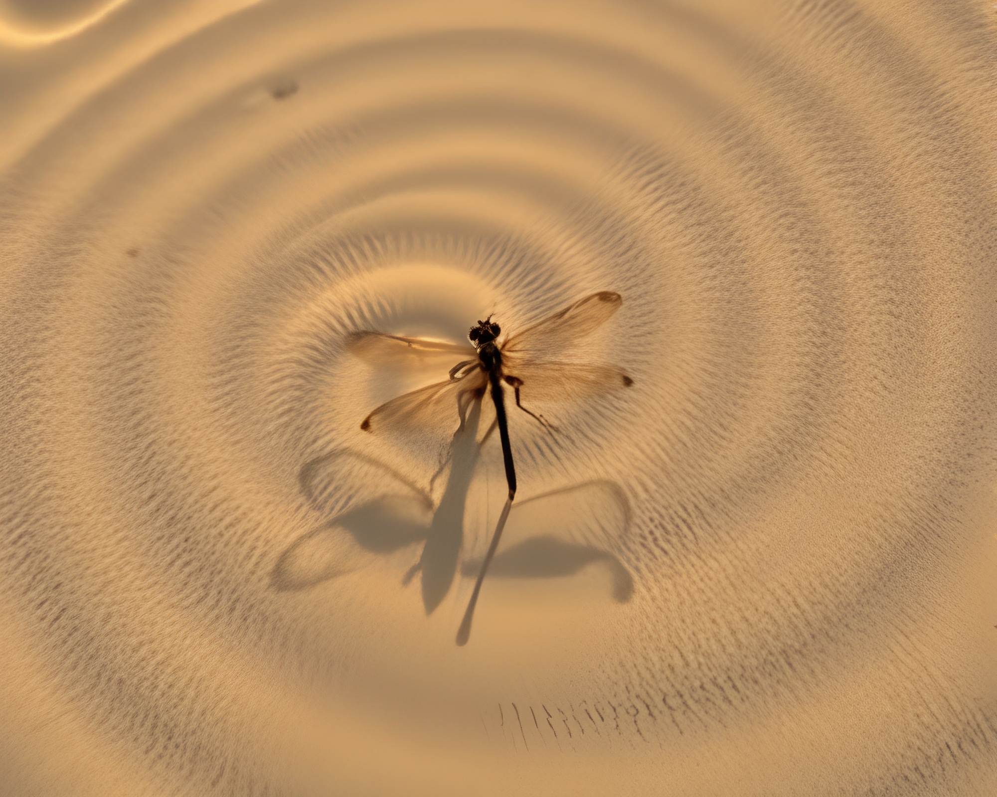 Dragonfly Sand Swirl Pattern with Harsh Shadows – free AI stock image