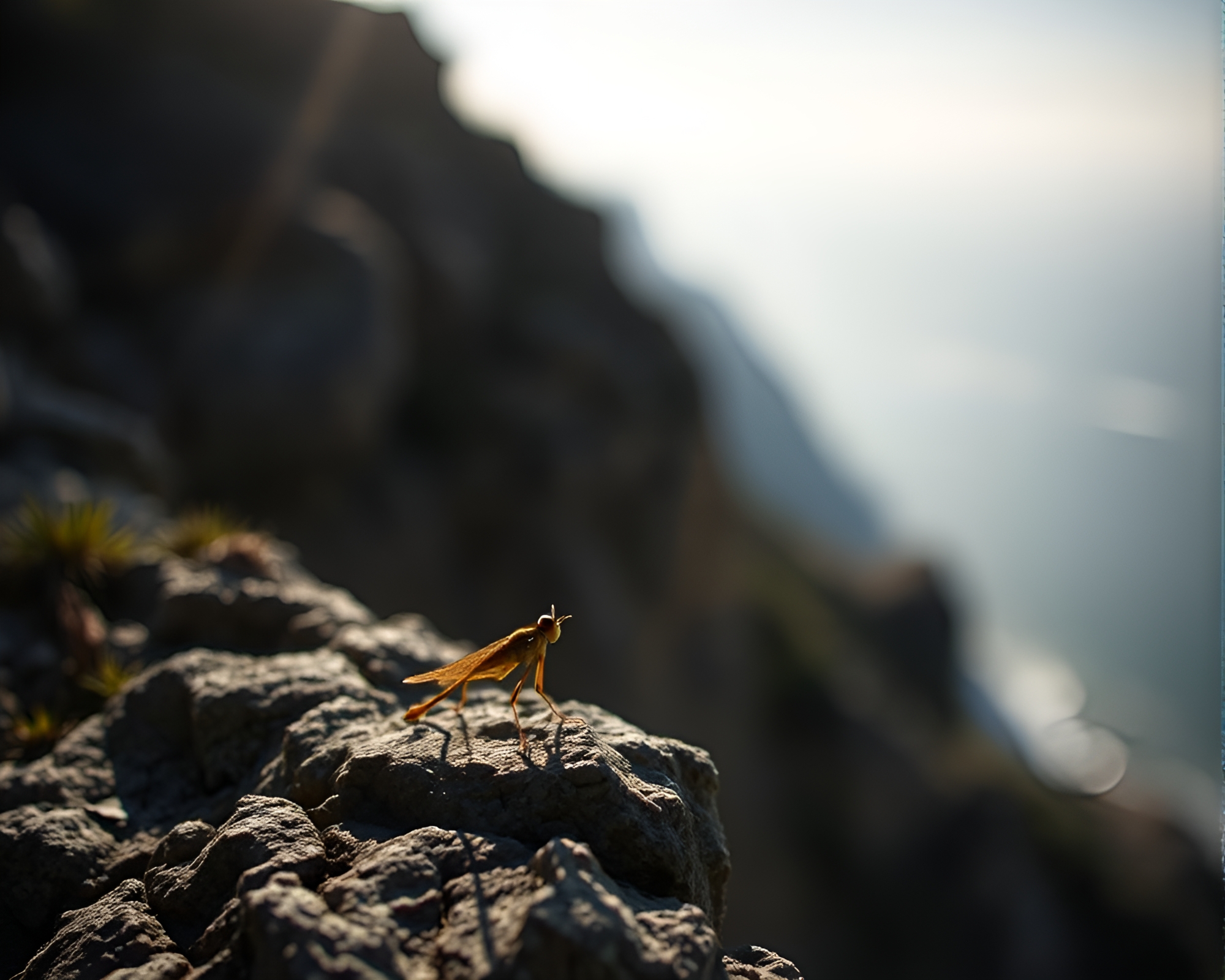 Nymph of the Cliff: Focus Stacking Blueprint Art – free AI stock image